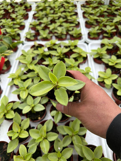 Peperomia orba Pixie Lime - 2.5" Succulent