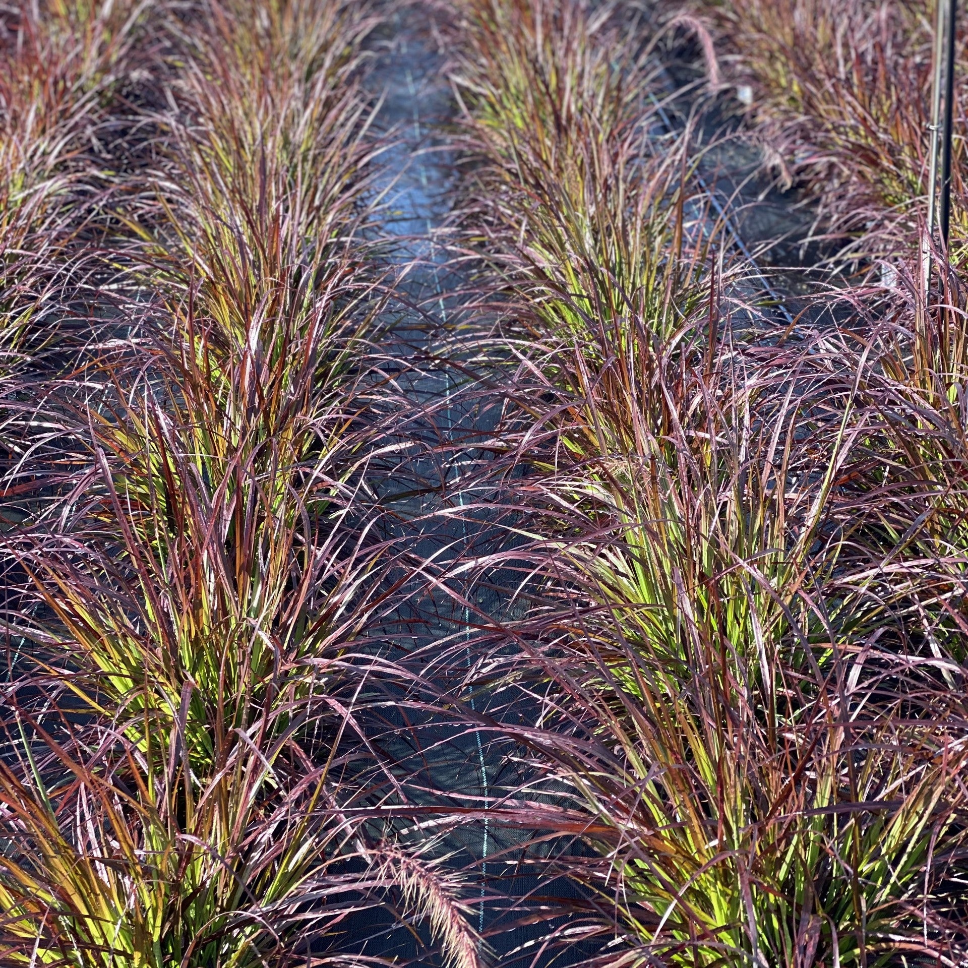 Purple Fountain Grass (Pennisetum rubrum) - 8" Annual Ornamental Grass