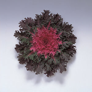 Coral Queen Red Ornamental Kale - 8" Fall Annuals