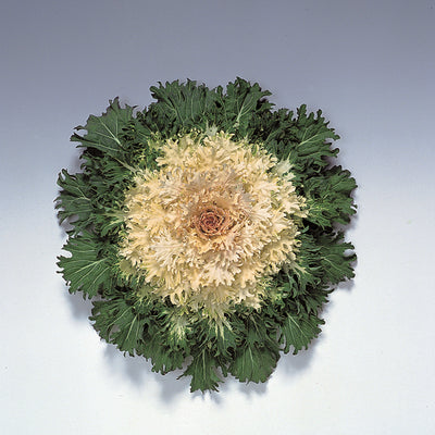 Coral Prince White Ornamental Kale - 8" Fall Annuals