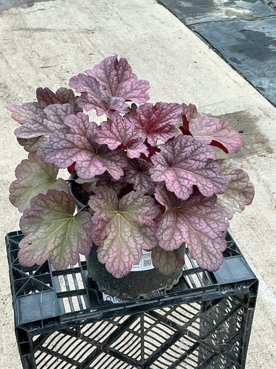 Heuchera Coral Bell Berry Smoothie