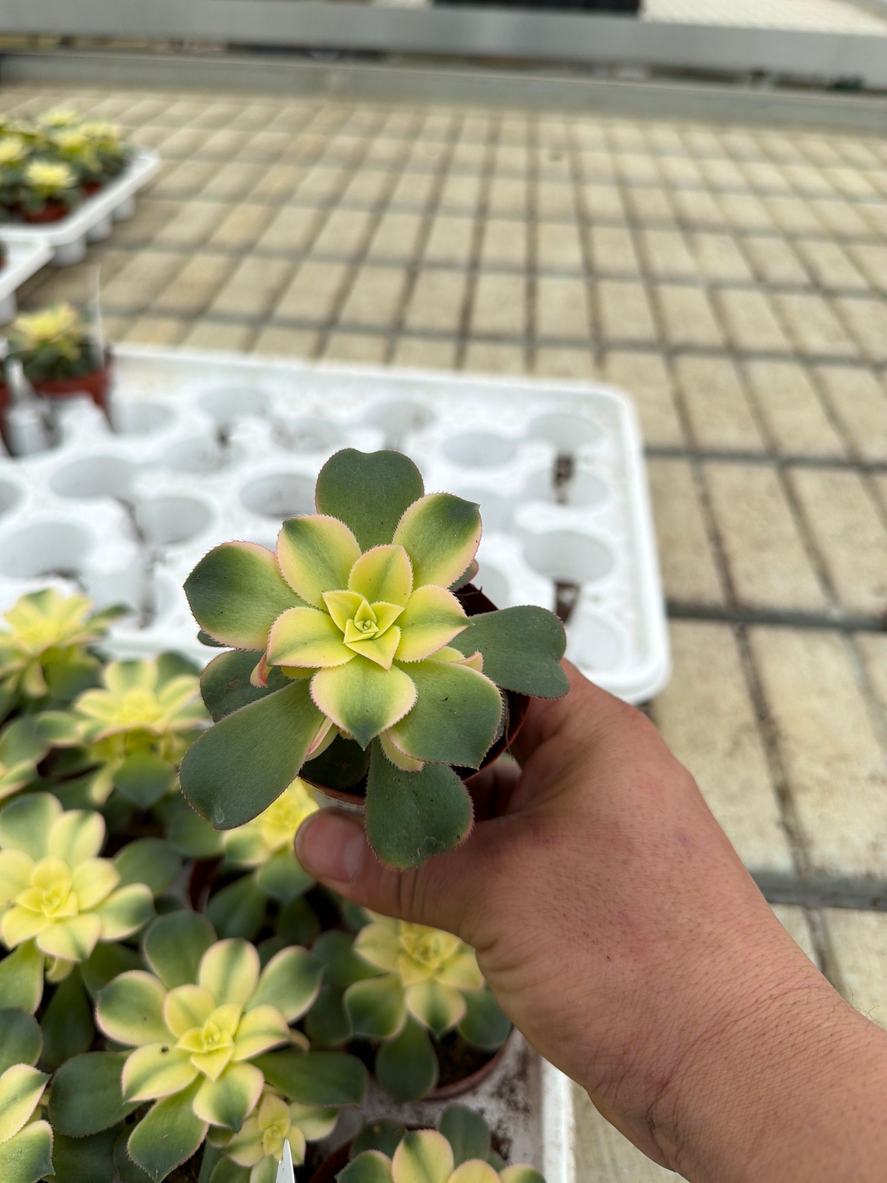 Aeonium Kiwi - 2.5" Succulent