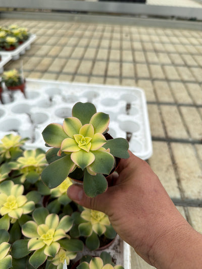 Aeonium Kiwi - 2.5" Succulent