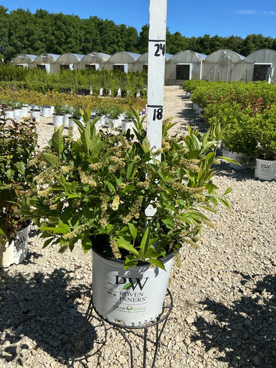 Itea Little Henry Sweetspire