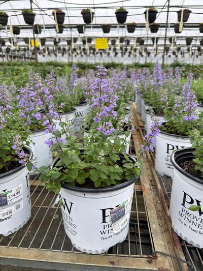 Nepeta Catmint Cat's Pajamas