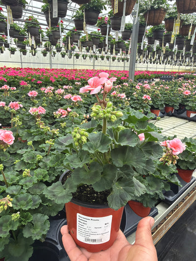 Geranium Presto Salmon - 4.33" Premium Annual