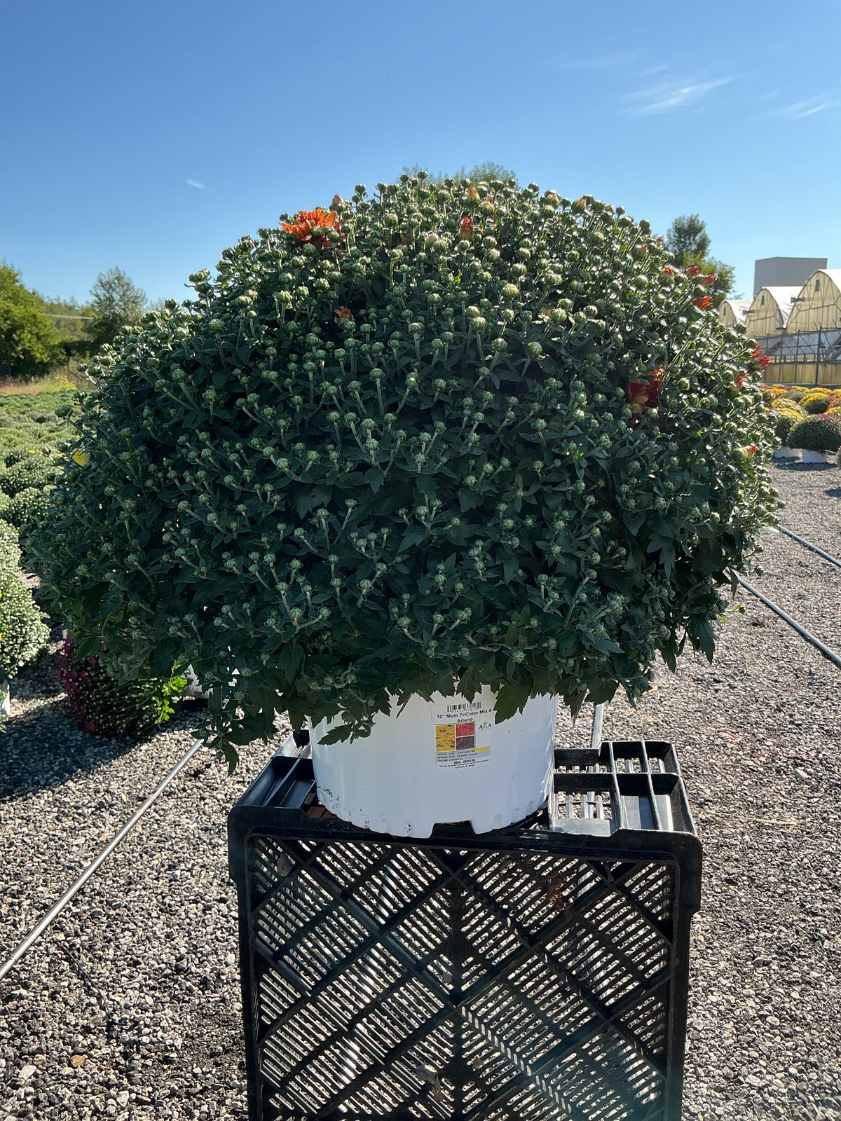 Arluno Tricolor (Mix 4) - 10" Potted Garden Mum