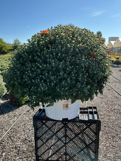 Arluno Tricolor (Mix 4) - 10" Potted Garden Mum