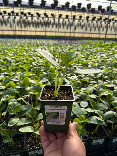 Cucumber Bush Pickle - 4" Potted Vegetable