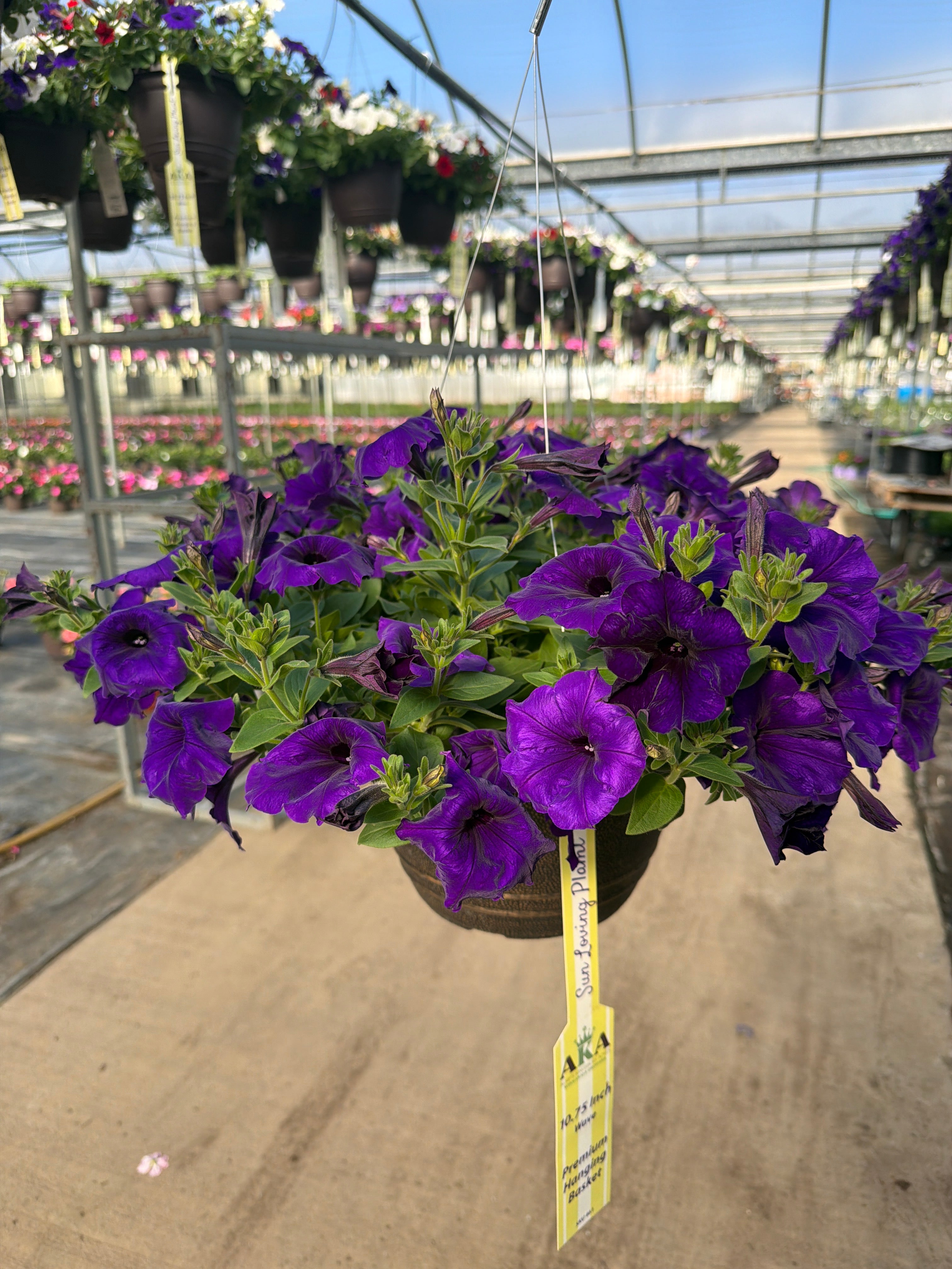 Petunia Easy Wave Blue - 11" Hanging Basket