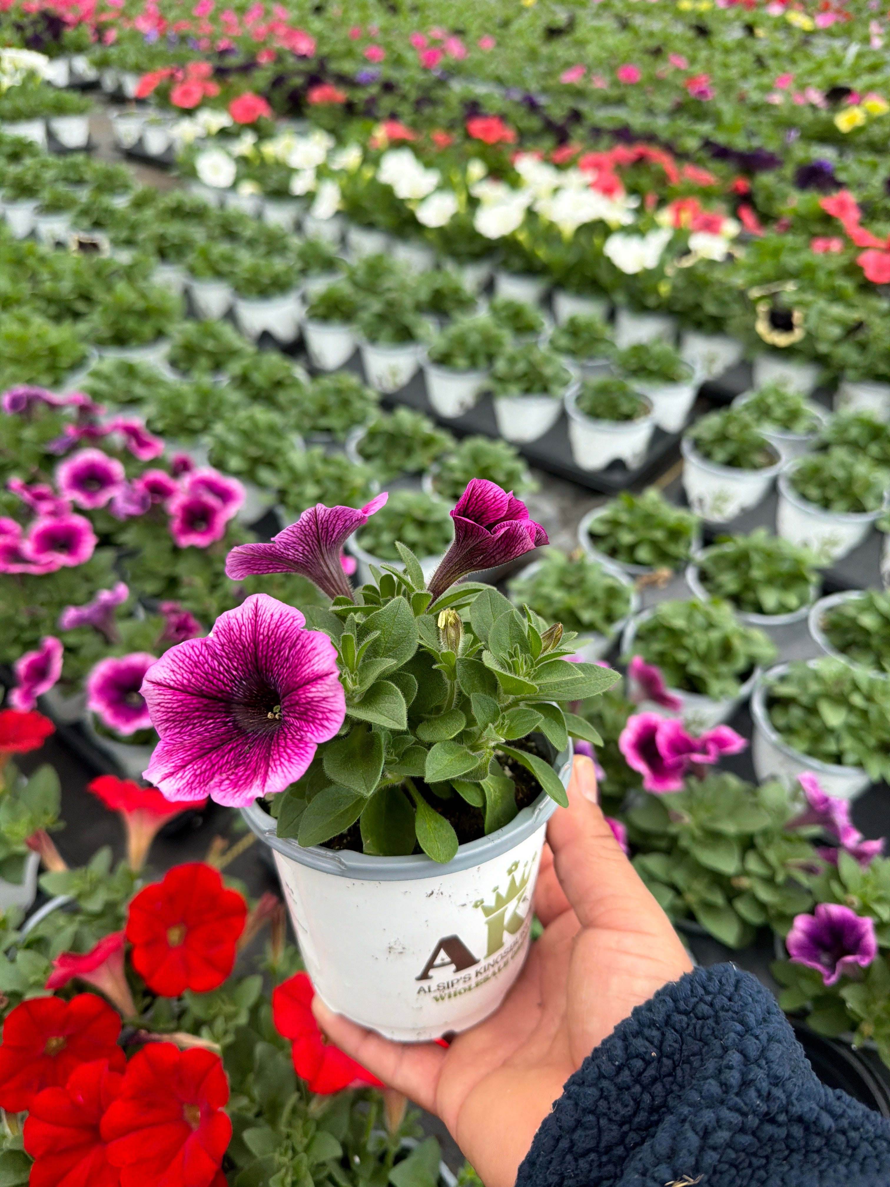 Petunia Starlet Blueberry Vein - 4.33" Premium Annual