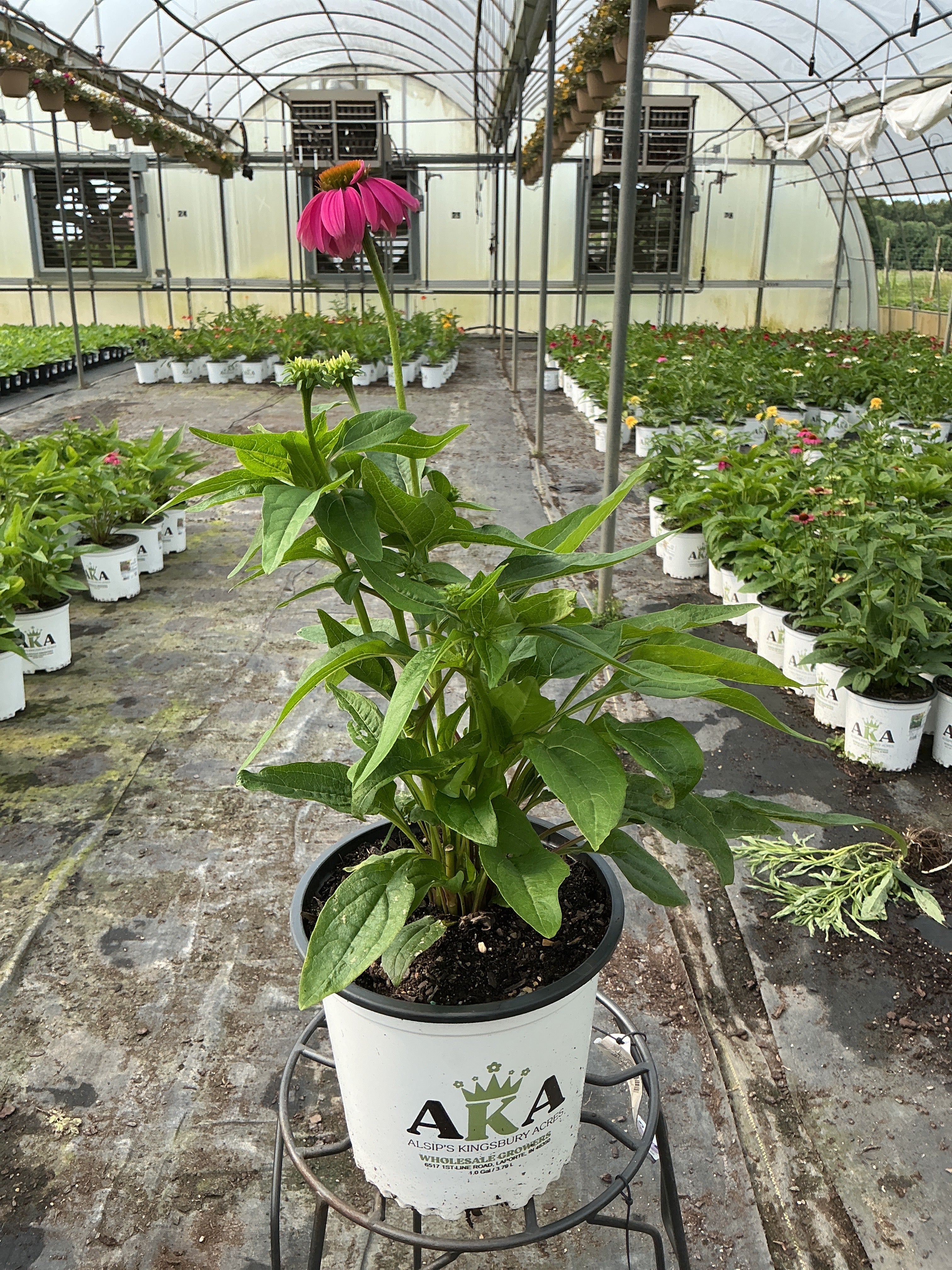 Echinacea Coneflower Powwow Wildberry