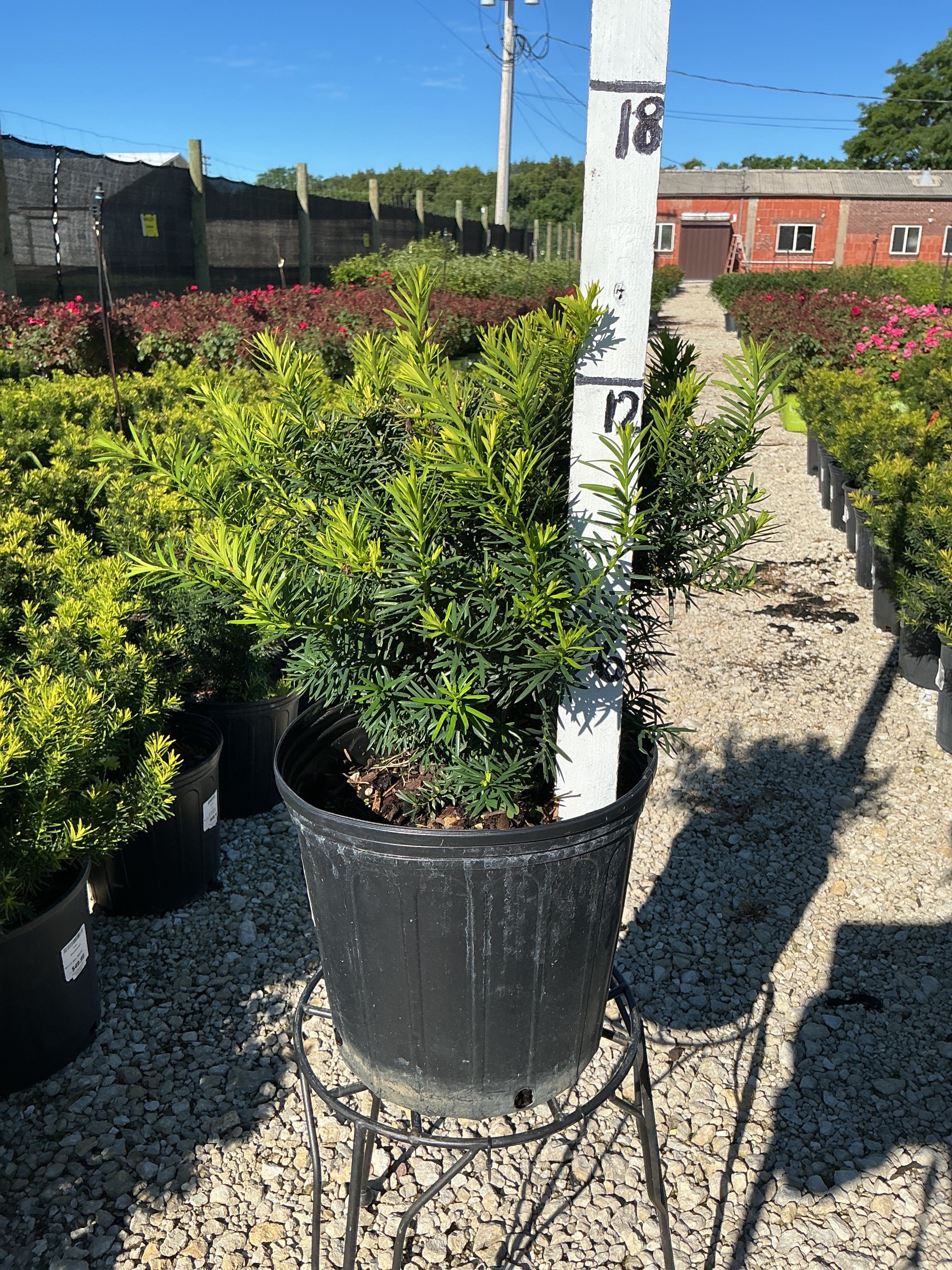 Taxus Densiformis