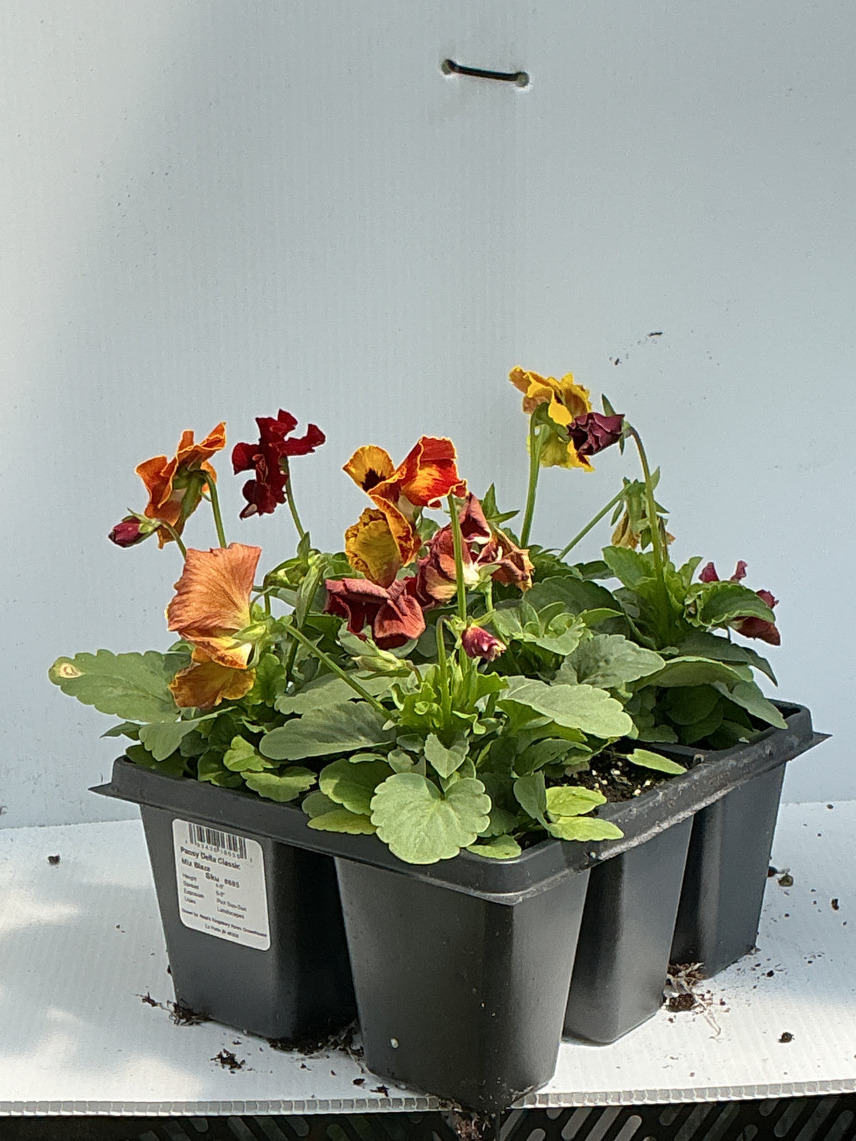 Pansy Delta Classic Mix Blaze - 6 Pack Annual