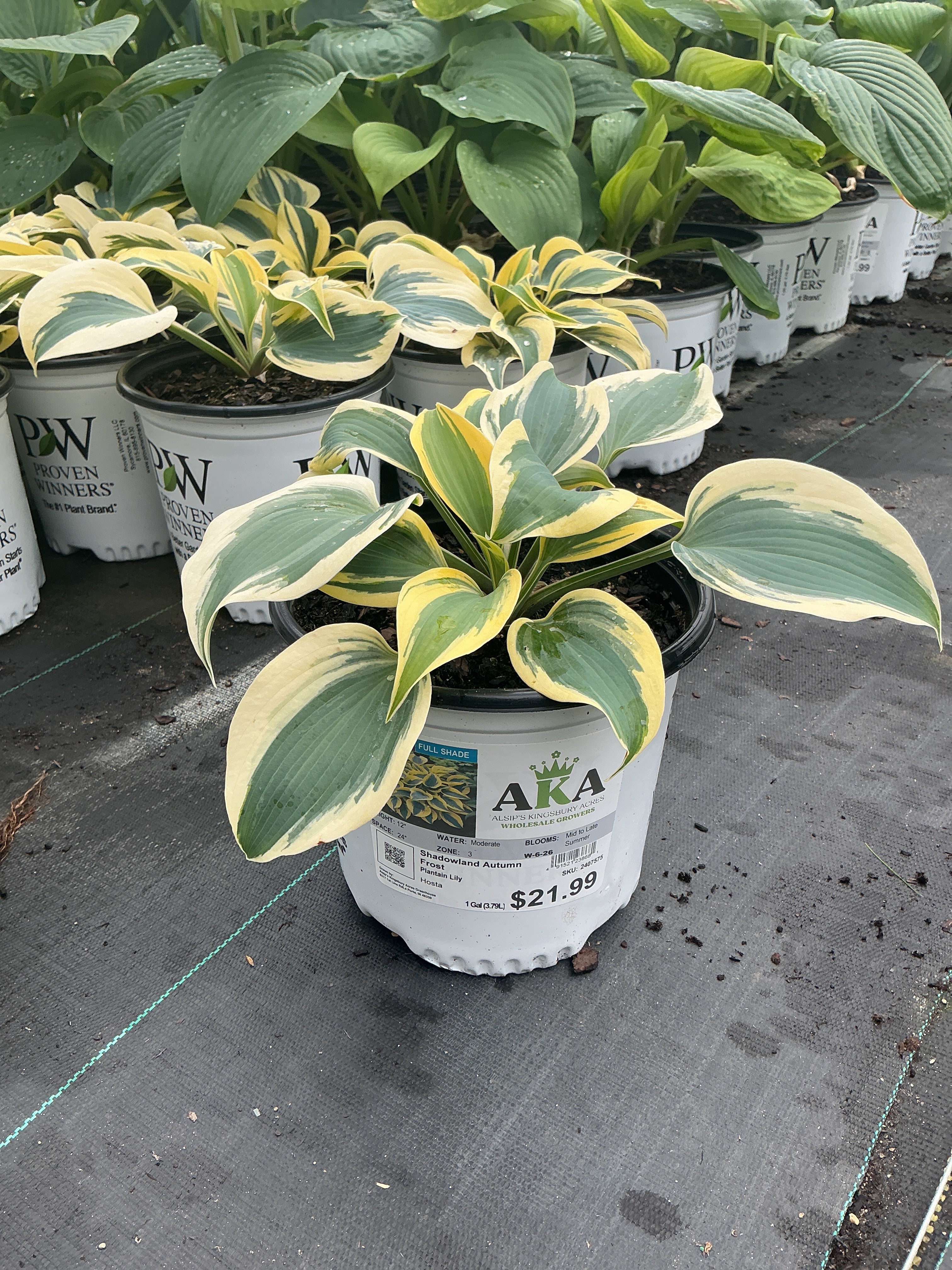 Hosta Plantain Lily Shadowland Autumn Frost