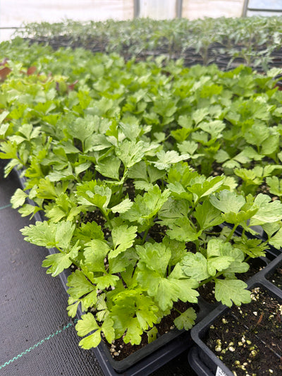 Celery Tango - 4 Pack Vegetable