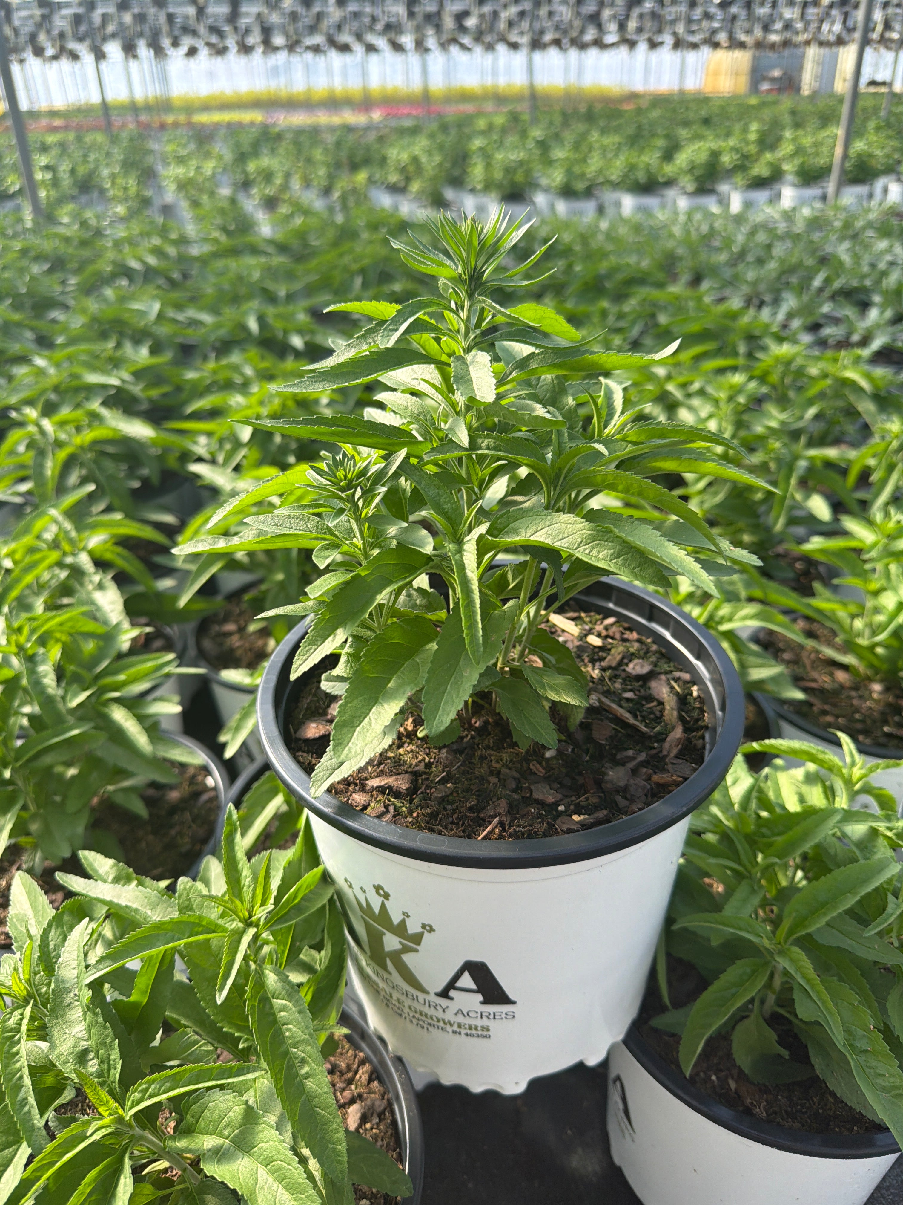 Veronica Speedwell Vernique Blue Improved