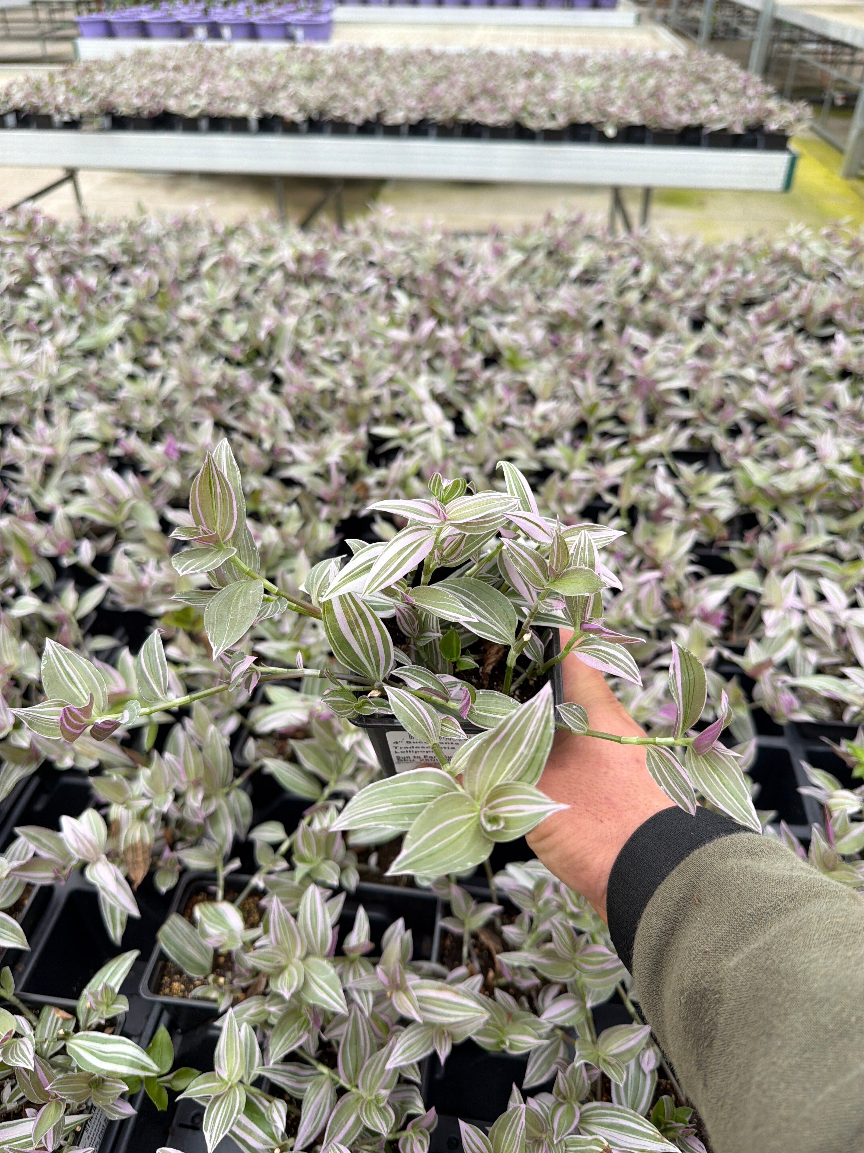 Tradescantia zebrina Lollipop - 4" Houseplants