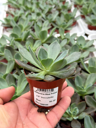 Echeveria Blue Prince - 2.5" Succulent