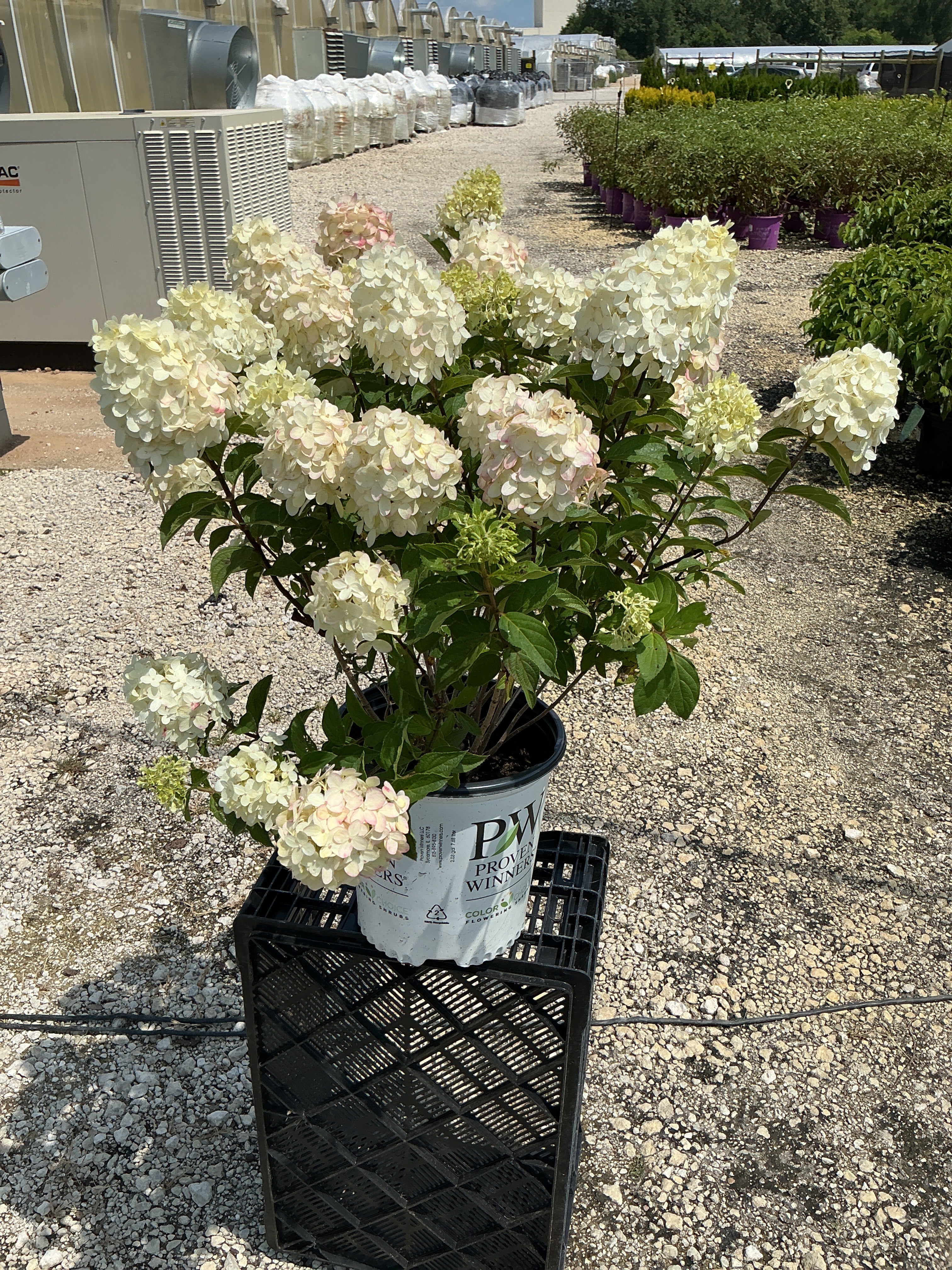 Hydrangea Limelight Prime