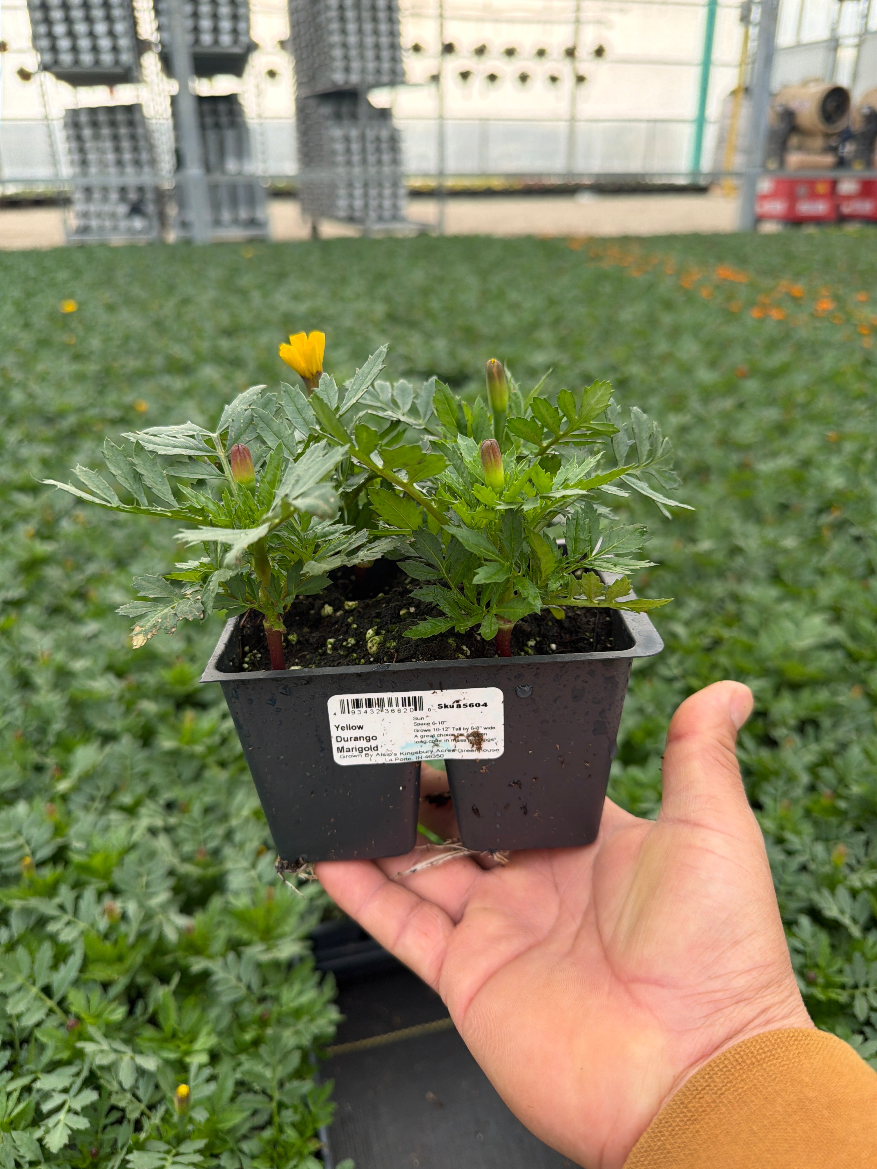 Marigold Durango Yellow - 4 Pack Annual