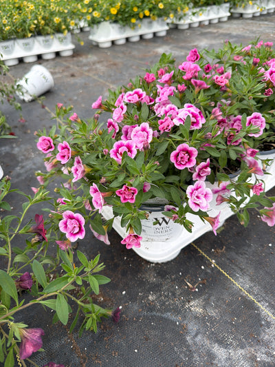 Calibrachoa Superbells Double Smitten Pink - 4.25" Proven Winners Annual