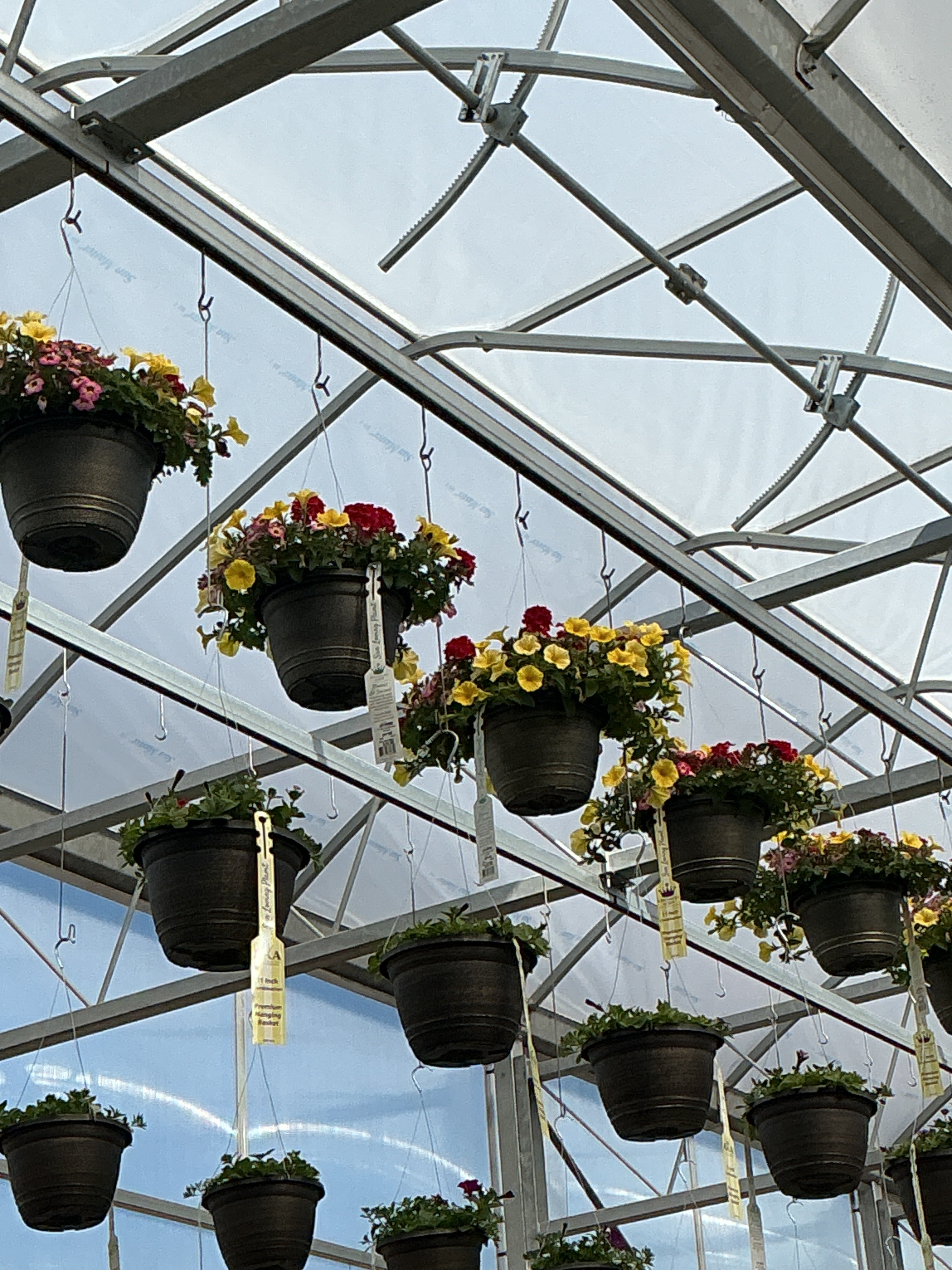 110 Great Escape - 11" Hanging Basket