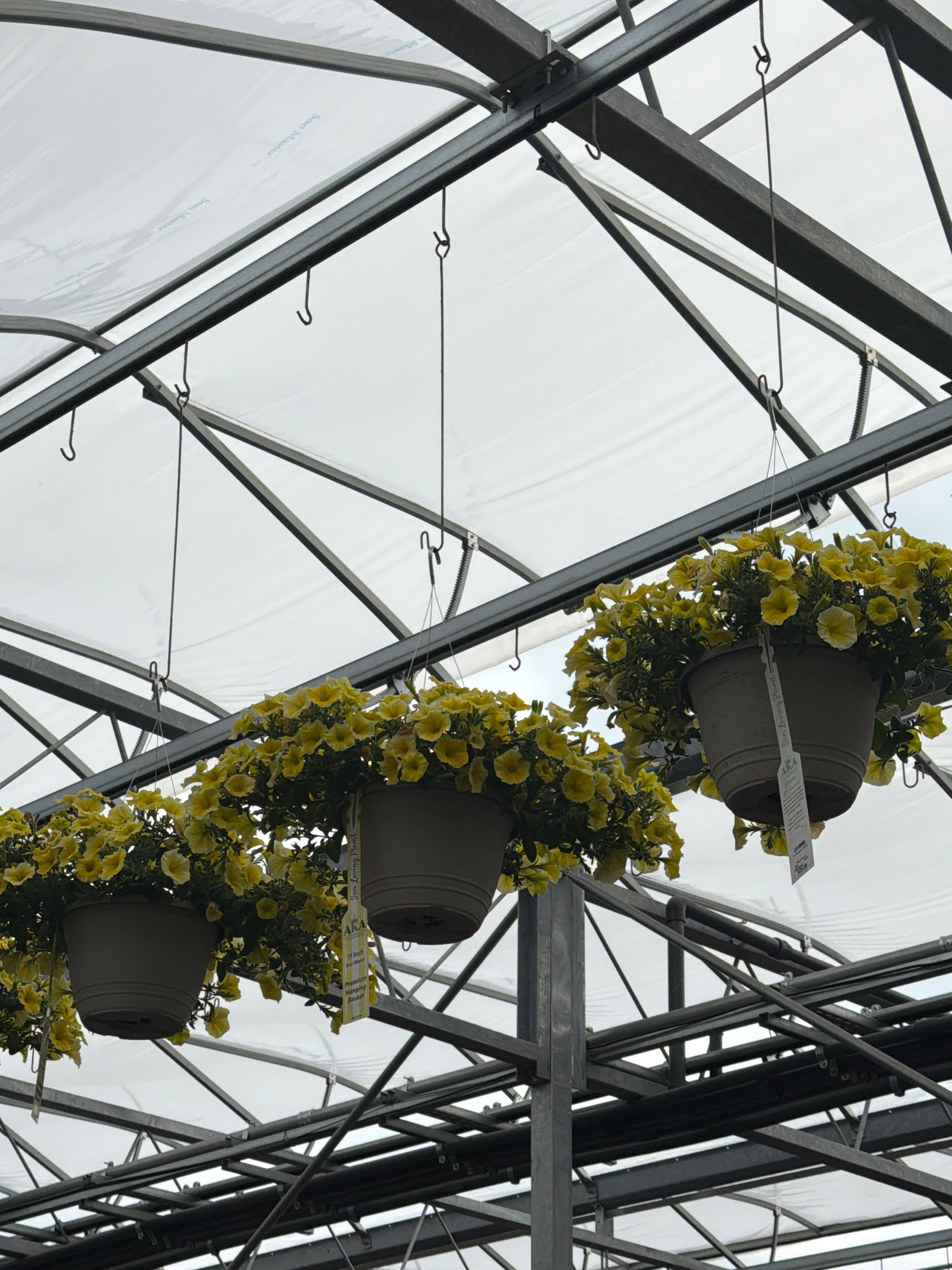 Petunia Bee's Knees - 11" Hanging Basket