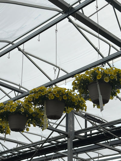 Petunia Bee's Knees - 11" Hanging Basket