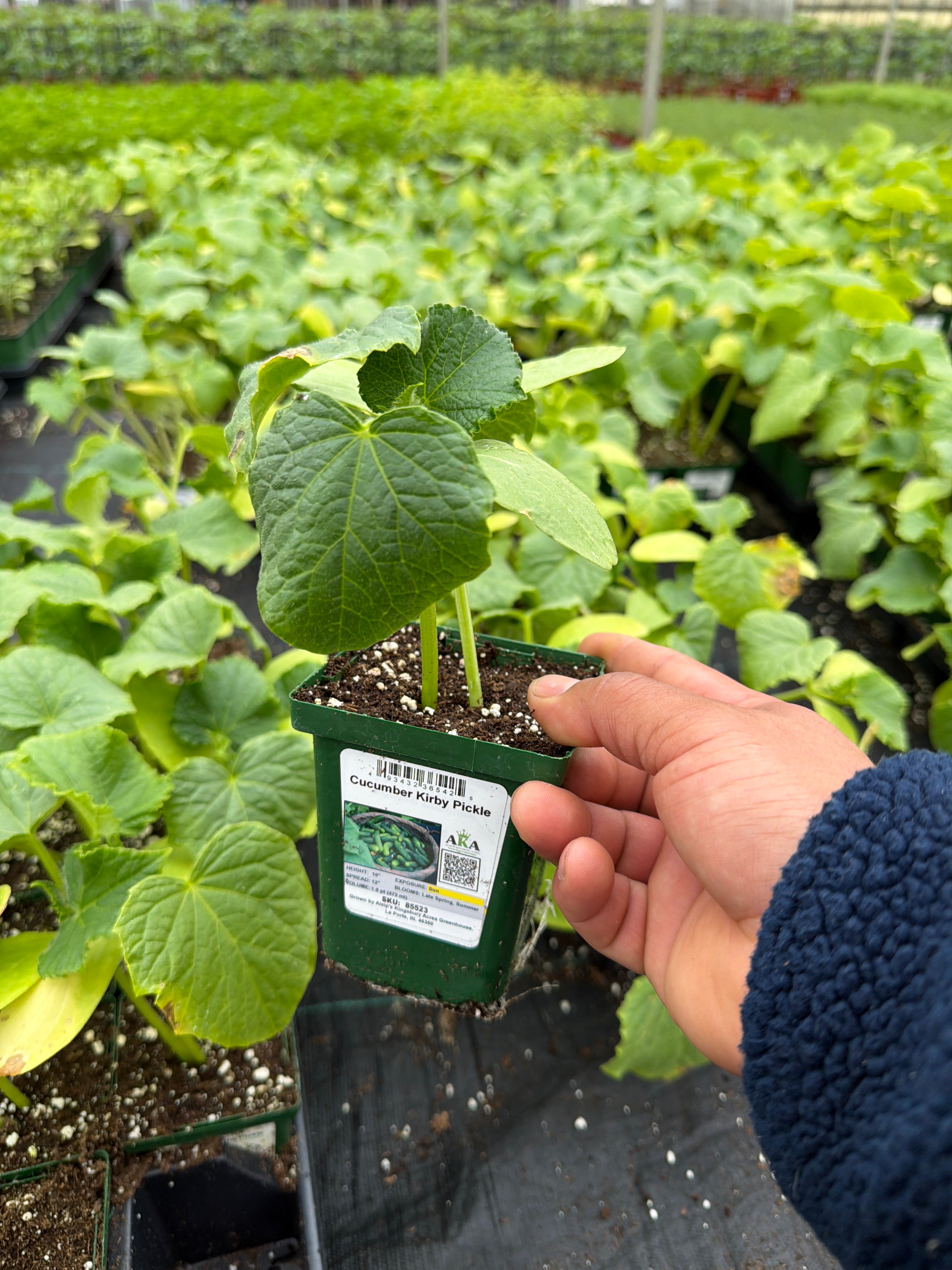 Cucumber Kirby Pickle - 4" Potted Vegetable