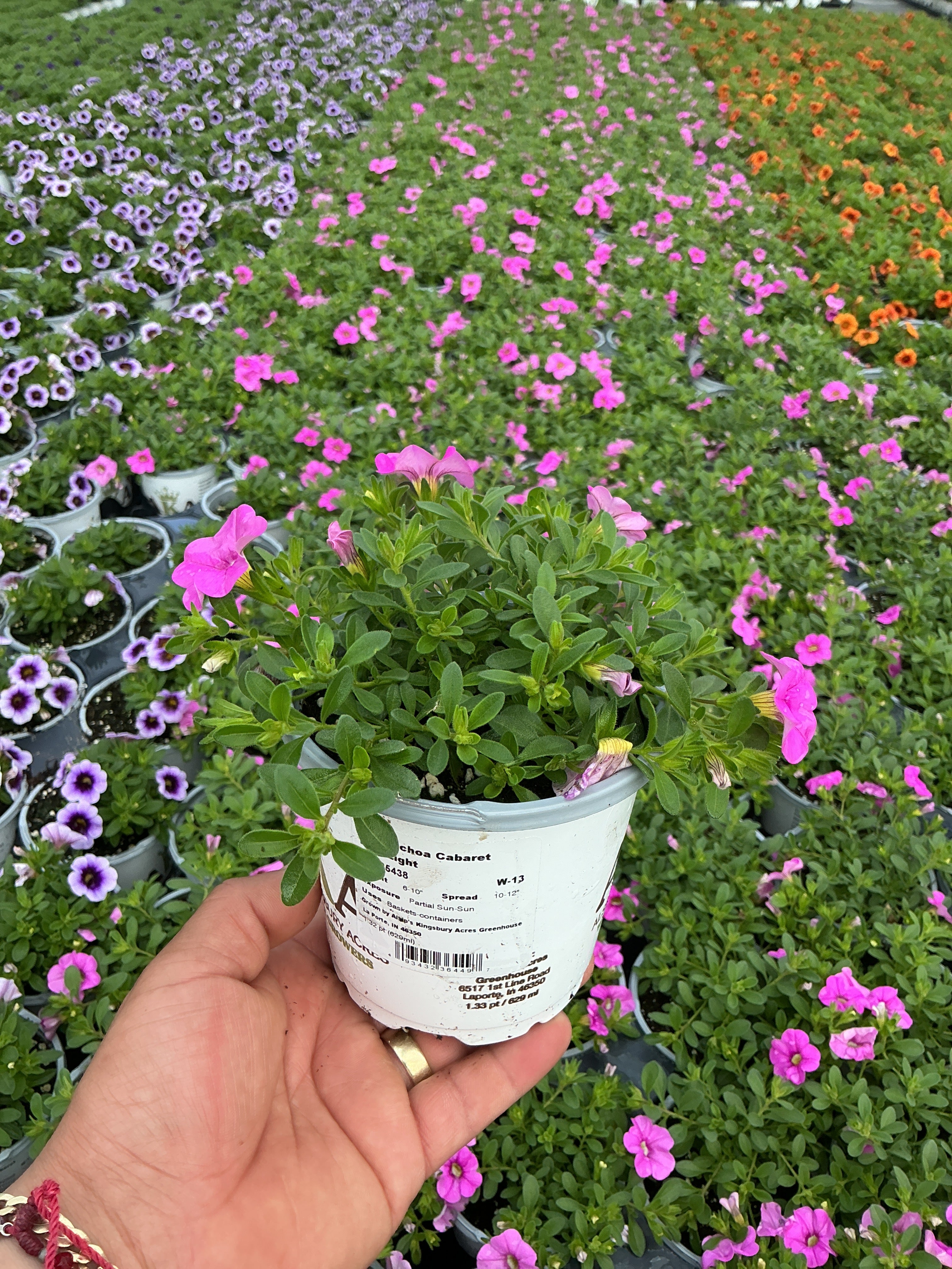 Calibrachoa Cabaret Pink Light - 4.33" Premium Annual