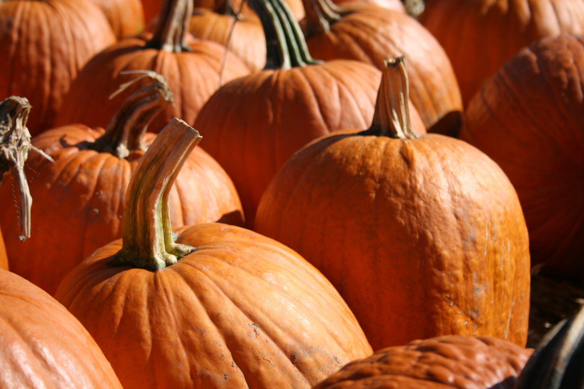 Orange Carving Pumpkin
