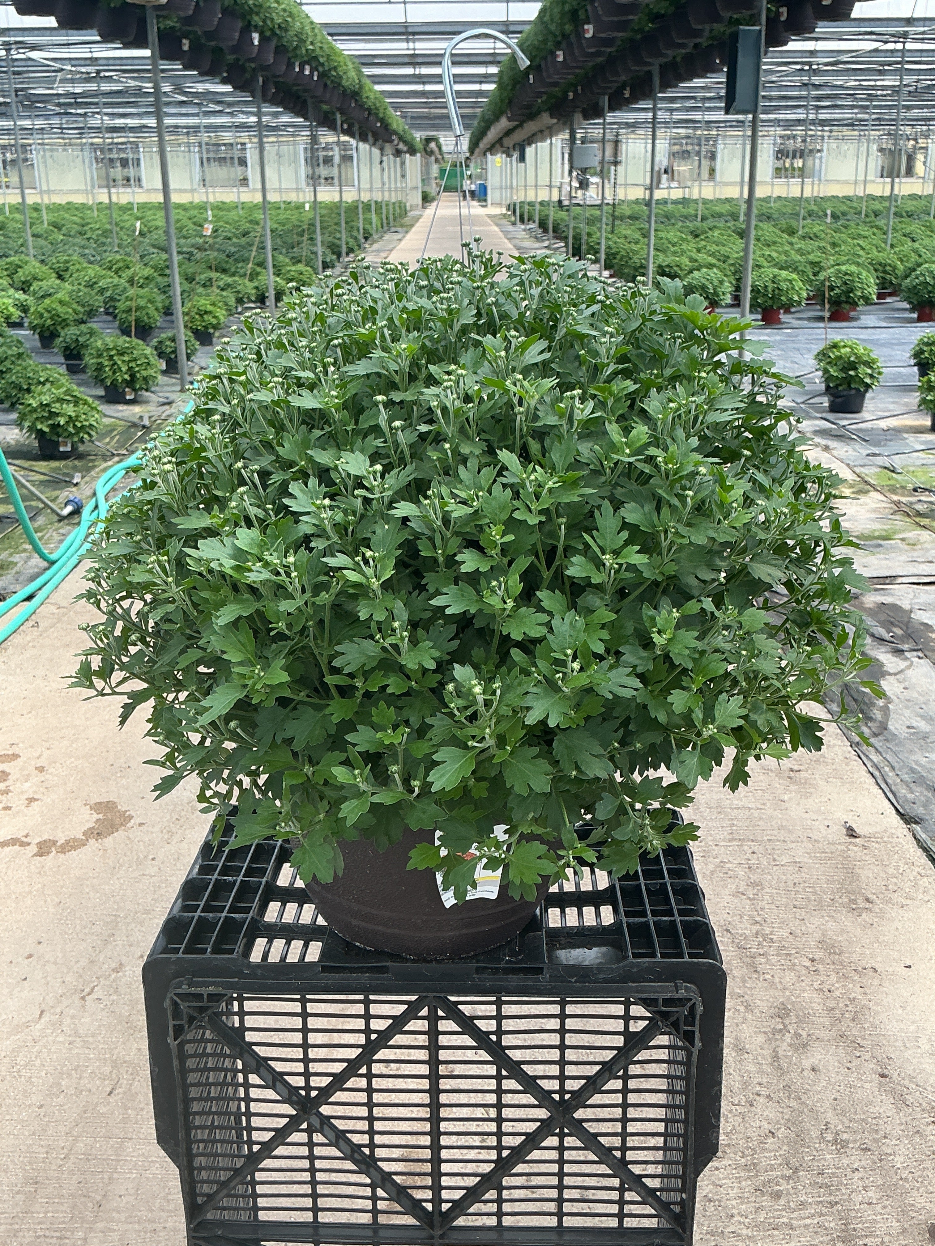 Beatrice Orange - 11" Garden Mum Hanging Basket