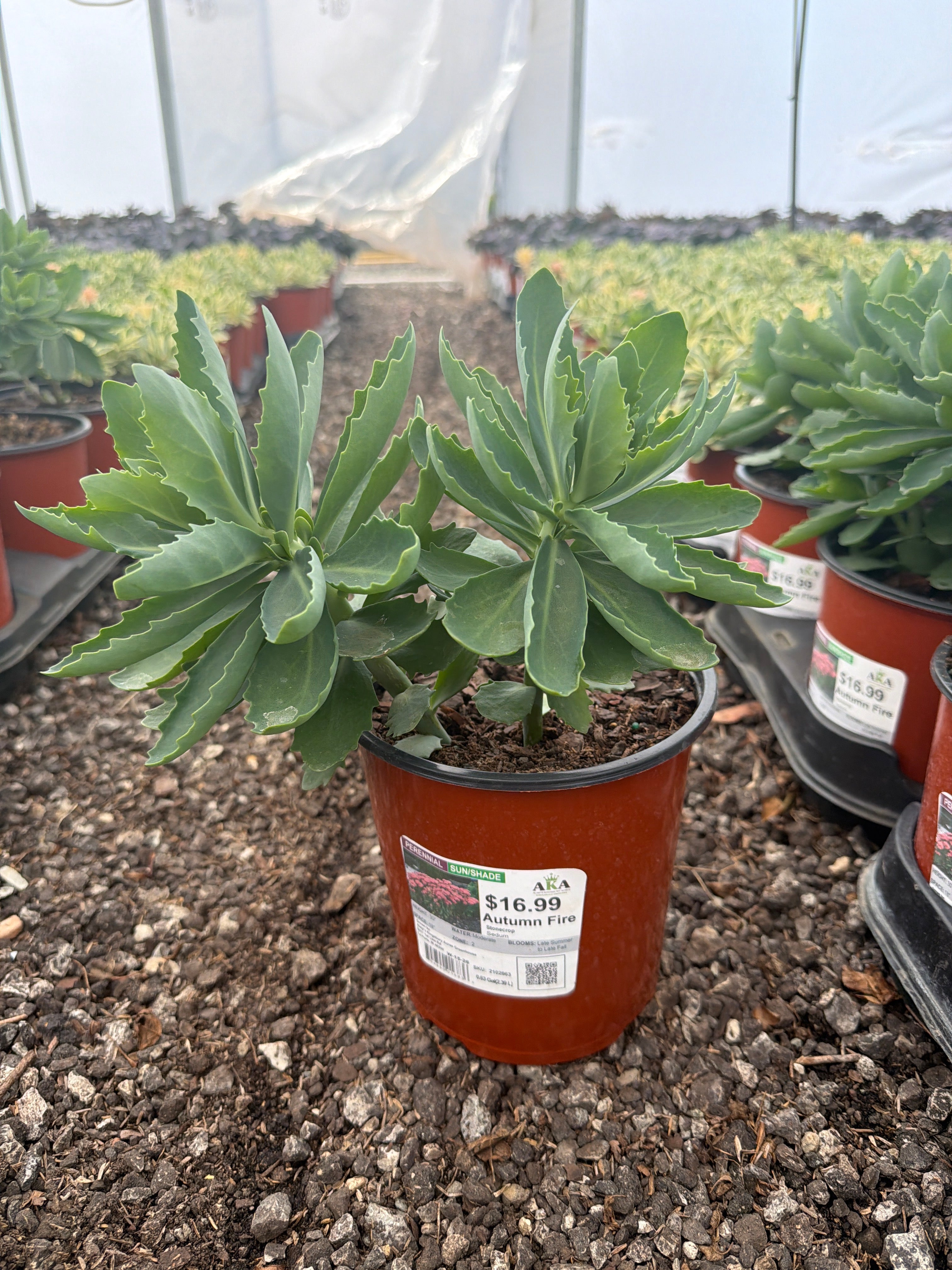 Sedum Stonecrop Autumn Fire - 6" Perennial