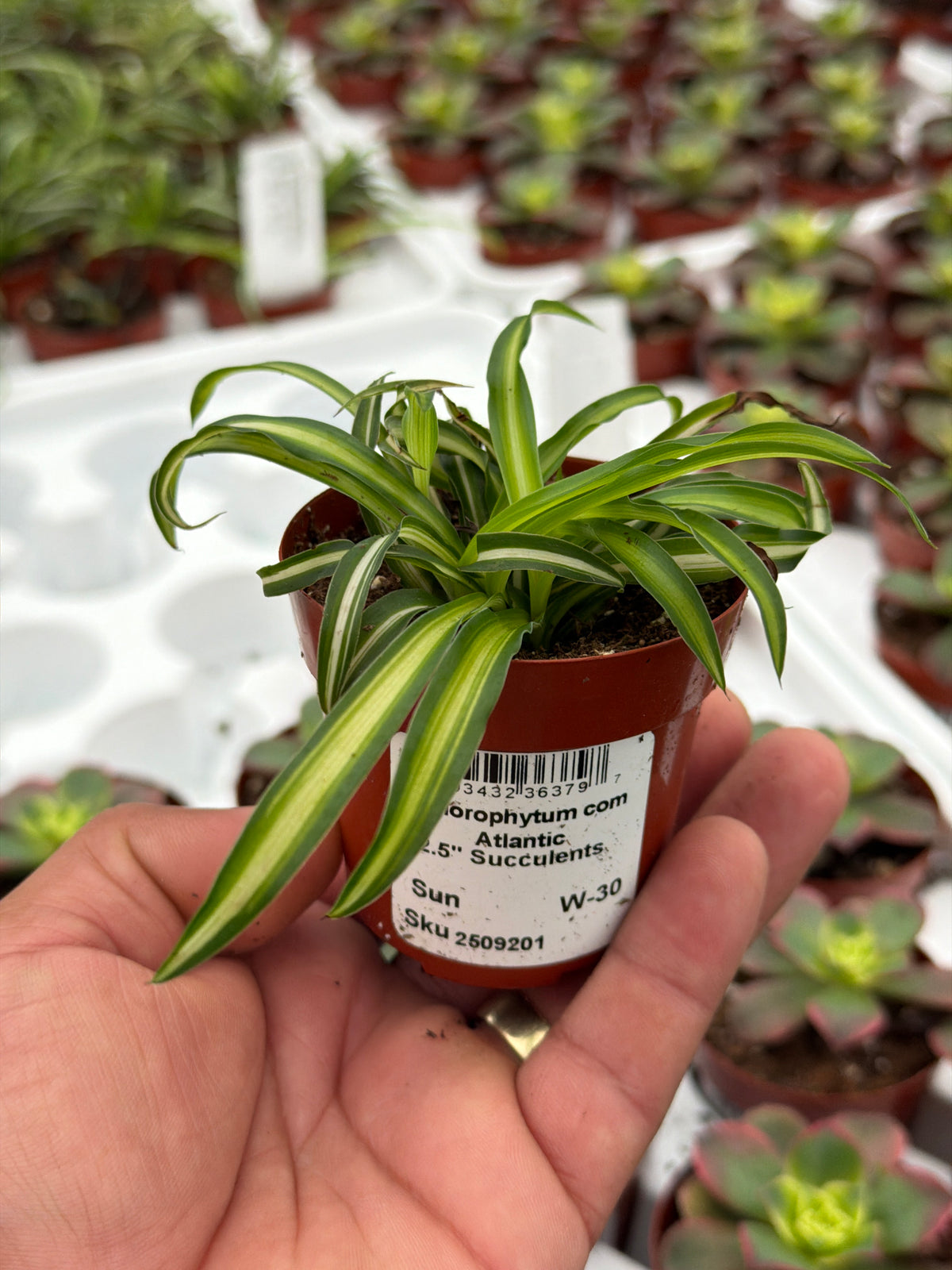 Chlorophytum com Atlantic - 2.5" Succulent