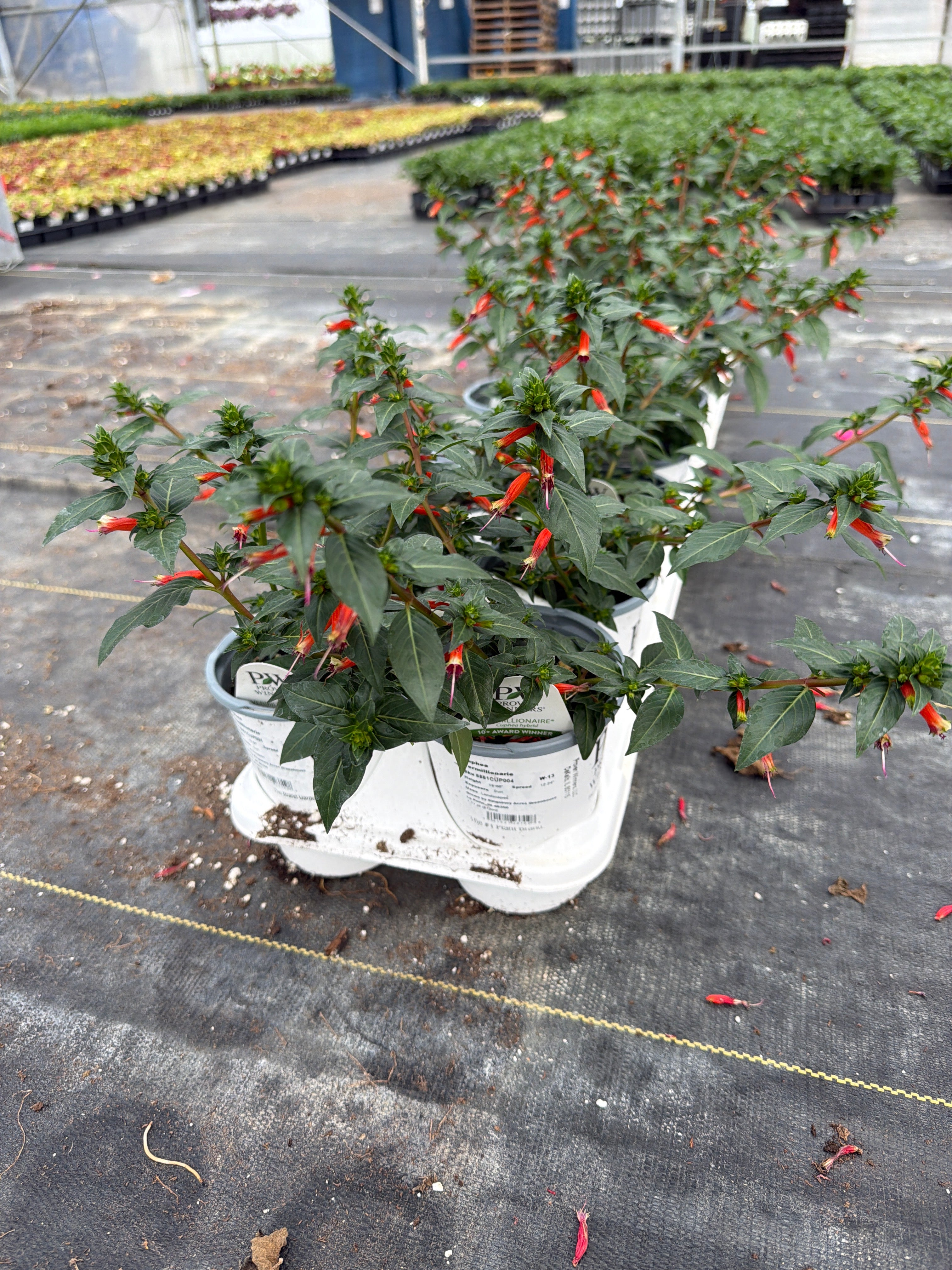 Cuphea Vermillionarie - 4.25" Proven Winners Annual