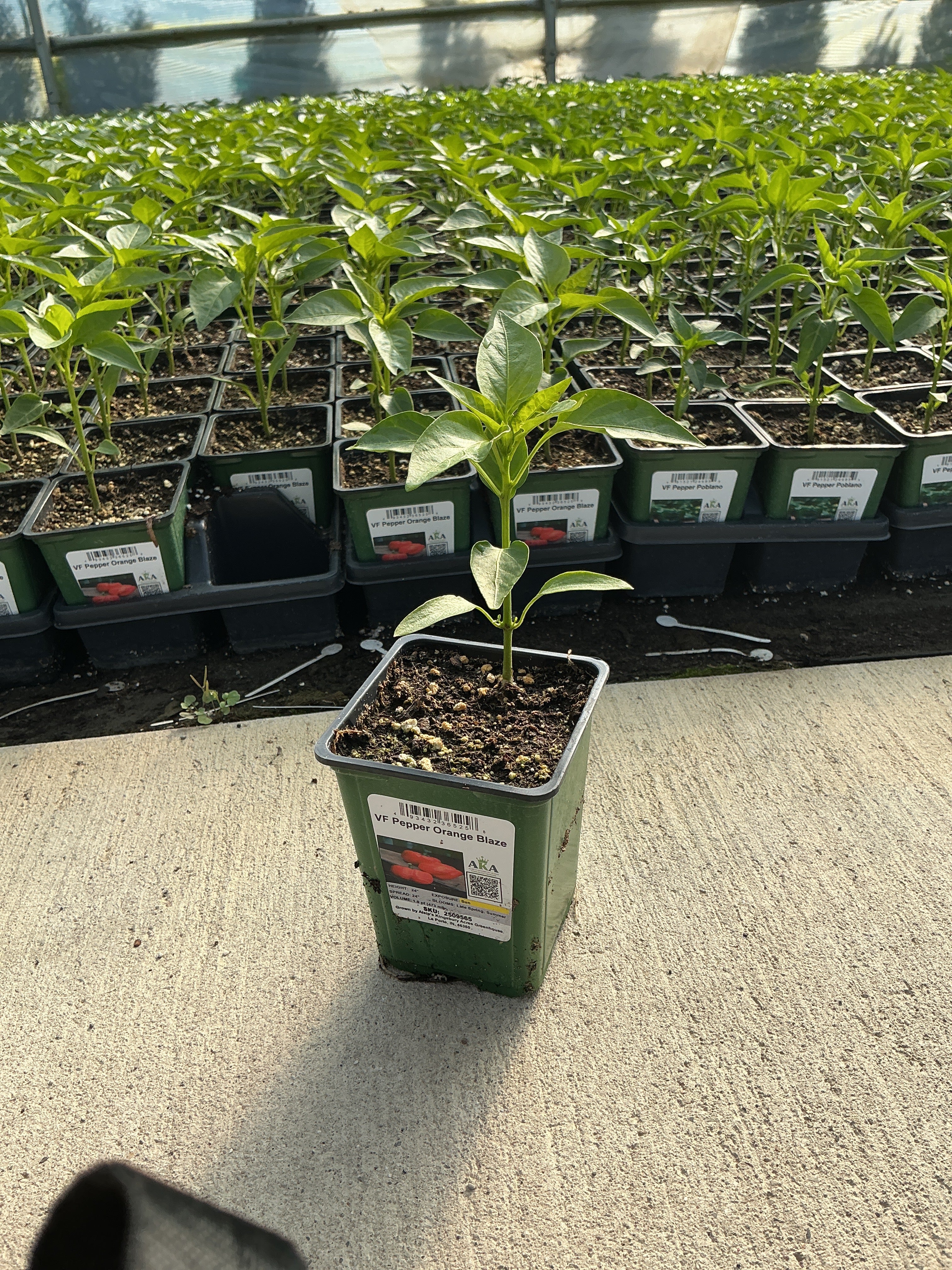 Pepper Orange Blaze - 4" Potted Vegetable
