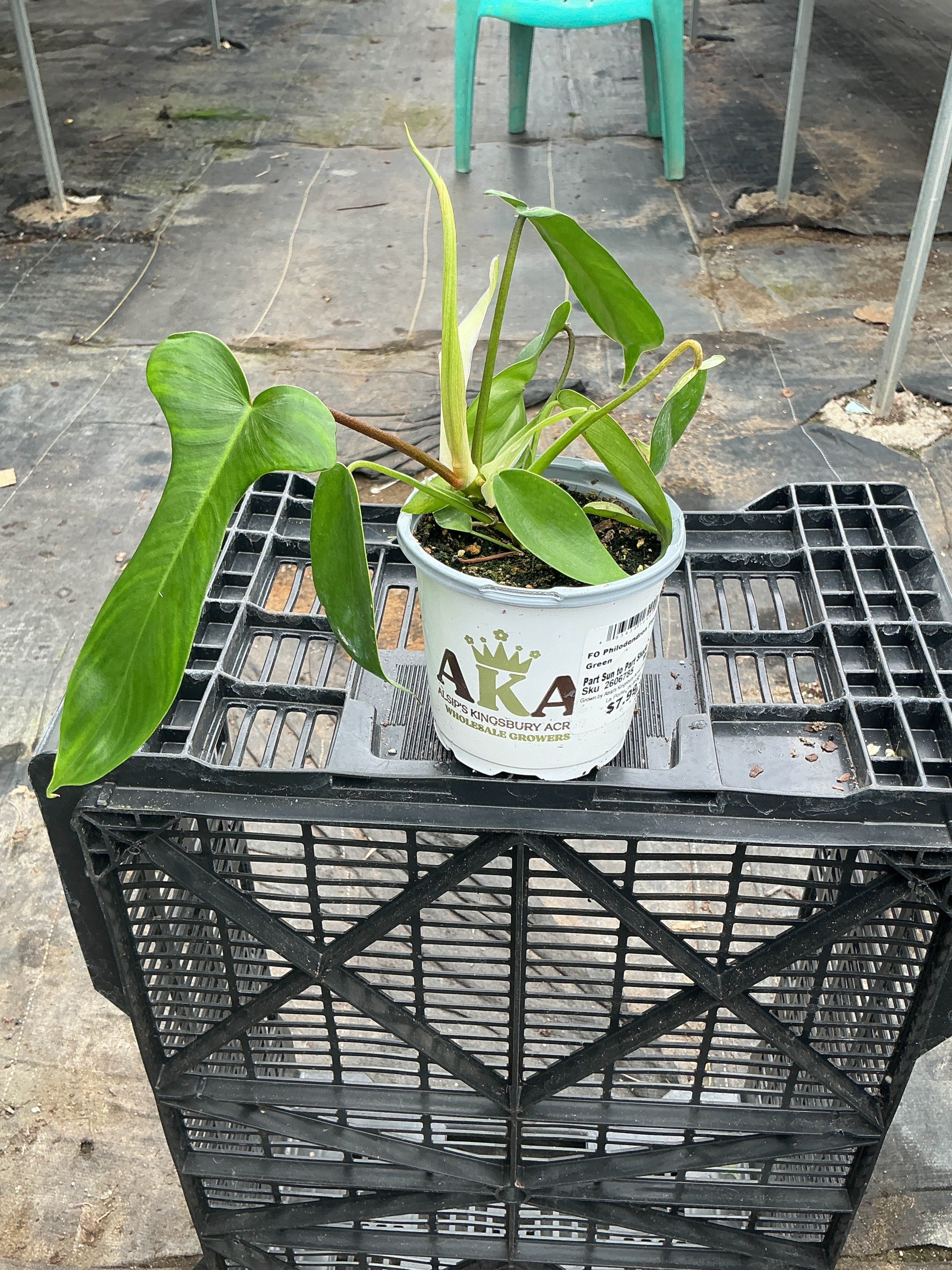 Florida Green Climbing Philodendron - Philodendron sp - 4" Pot