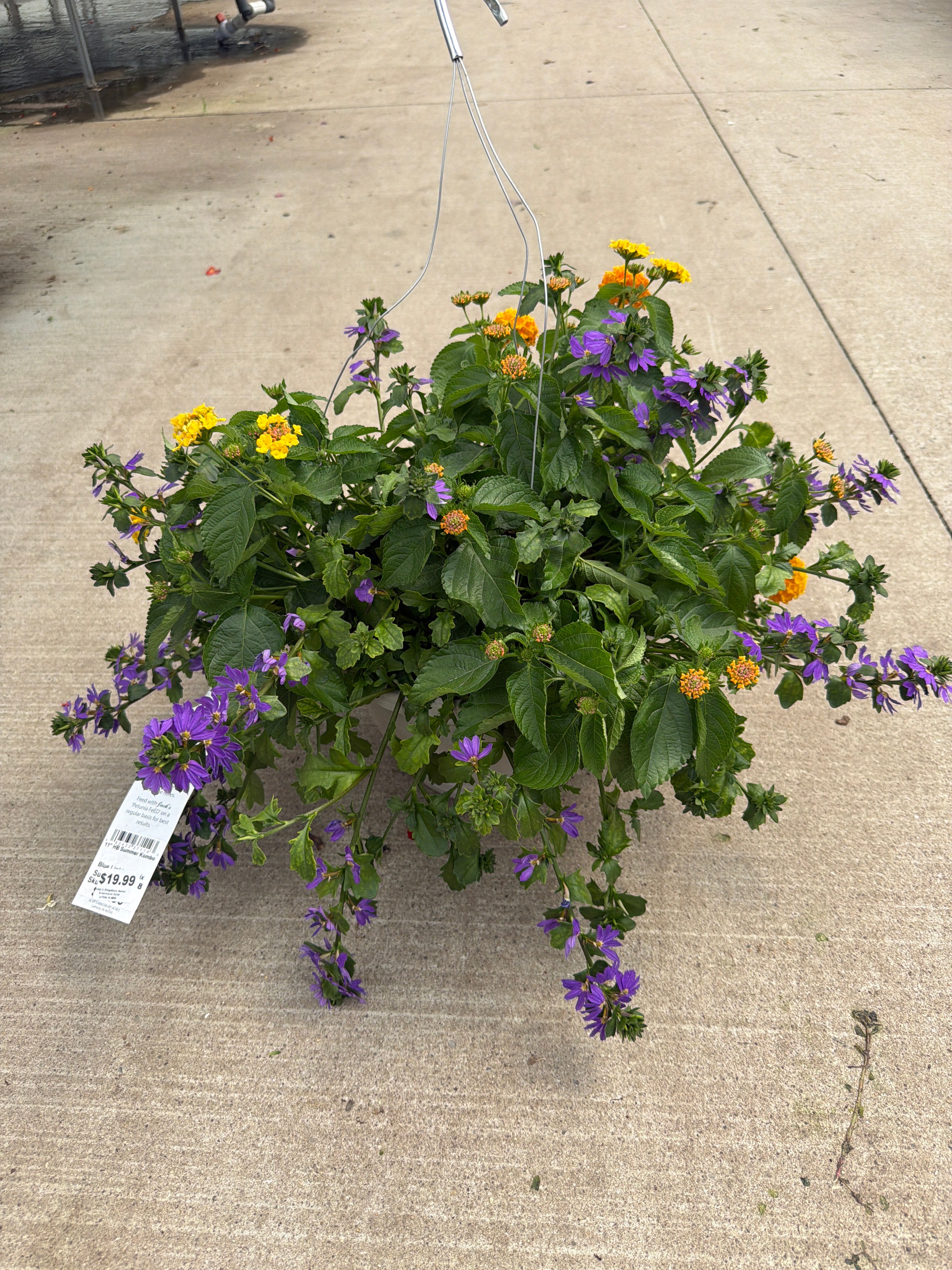 Kombo Blue Lightning Mix - 11" Hanging Basket