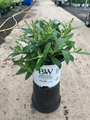 Buddleia Butterfly Little Rockstar White
