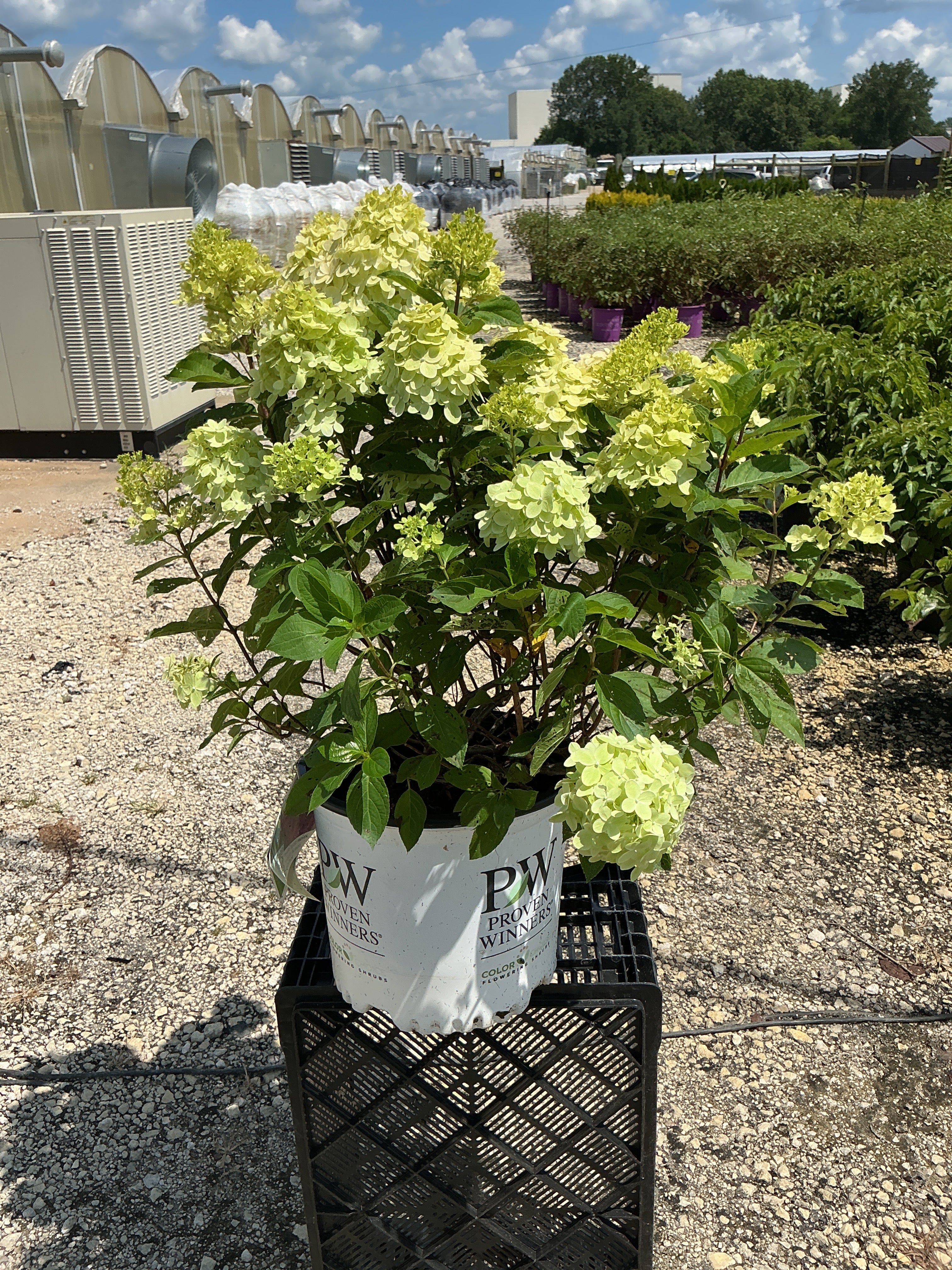 Hydrangea Limelight Prime