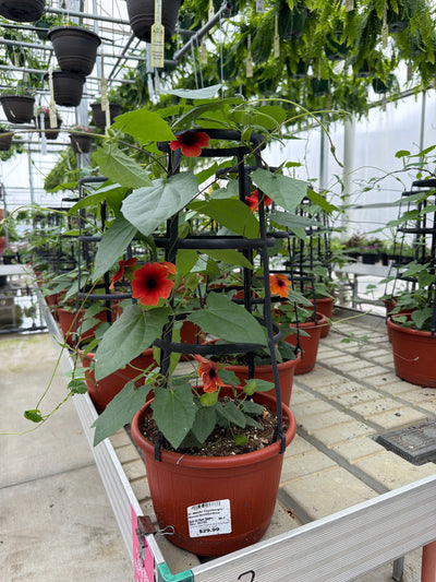 Thunbergia Sunny Arizona Glow - 9" Trellis Planter