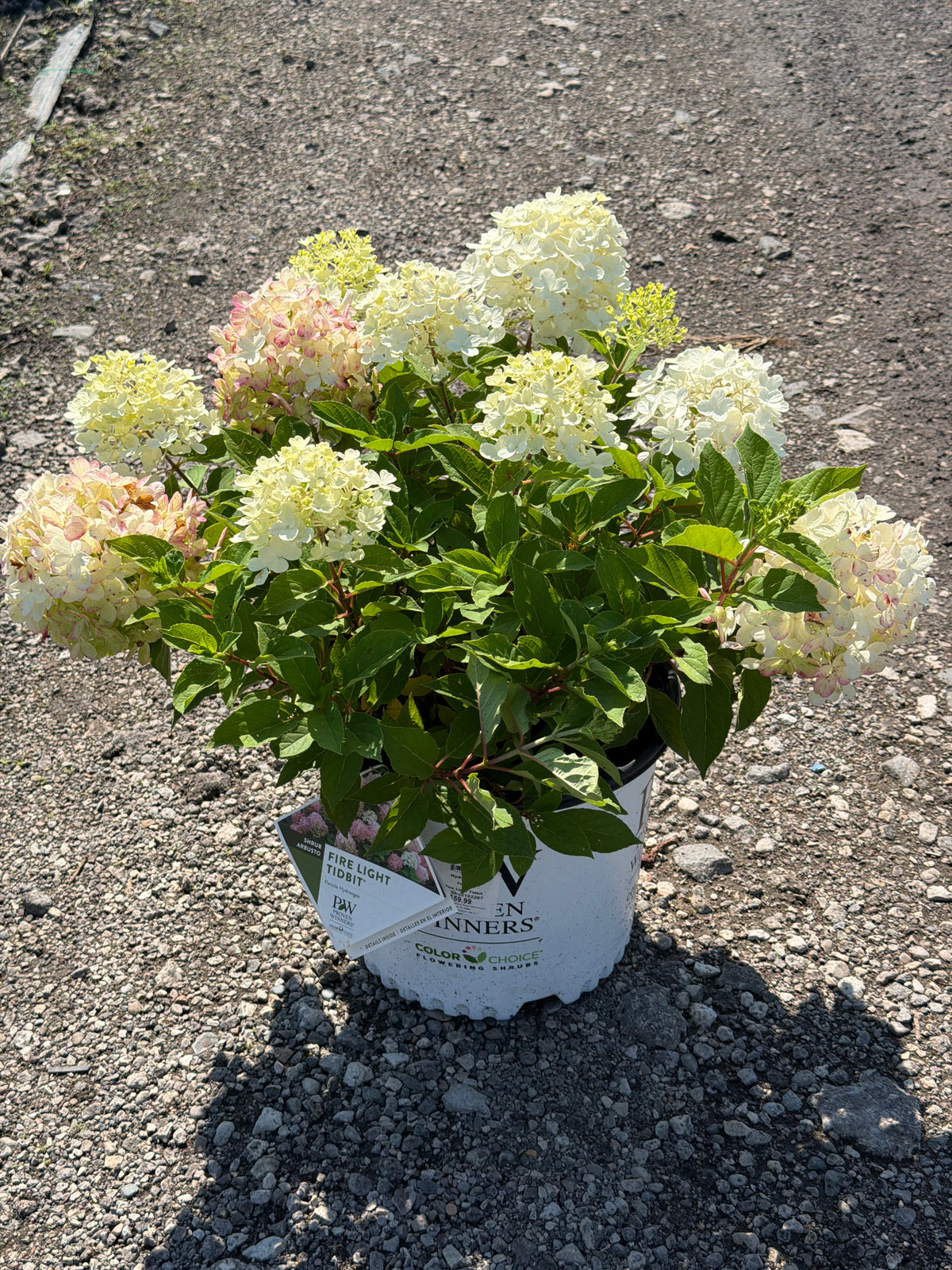 Hydrangea Fire Light Tidbit