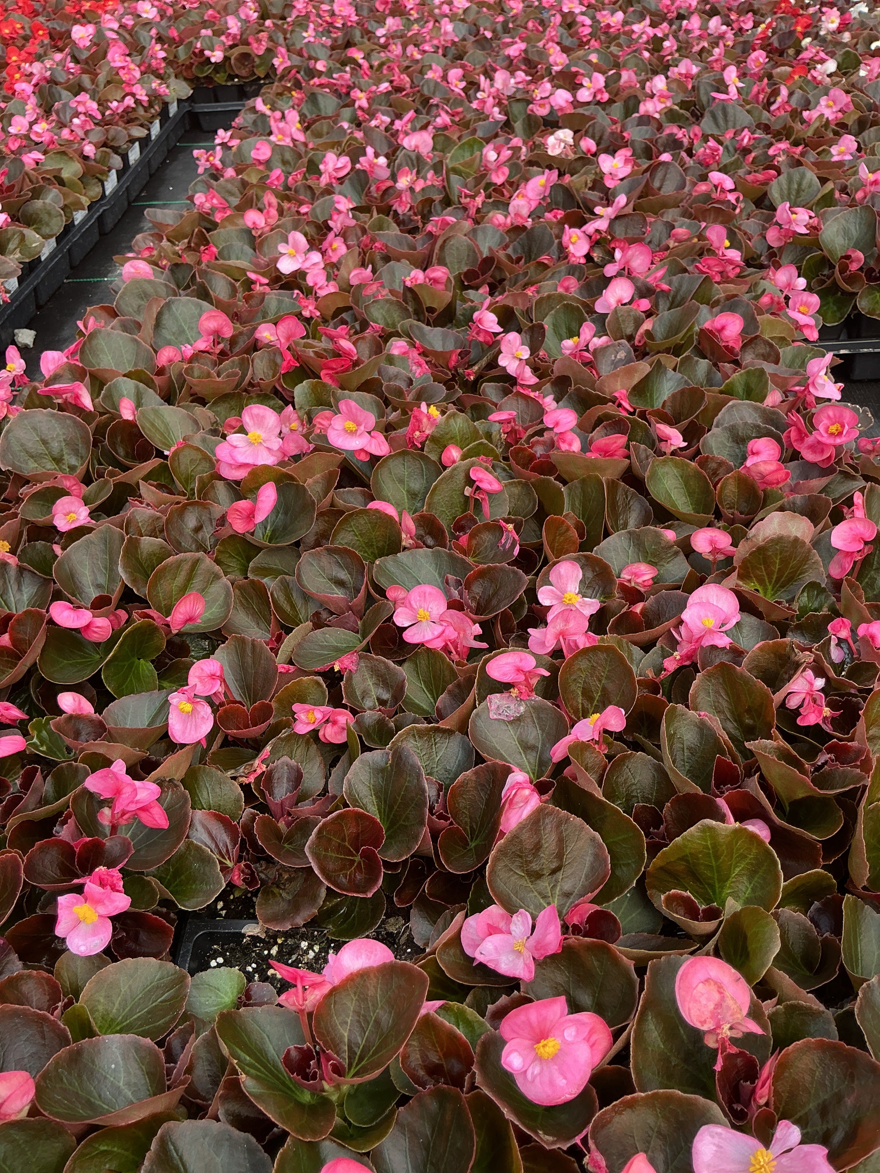 Begonia Harmony Pink - 4 Pack Annual