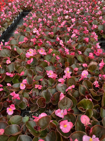 Begonia Harmony Pink - 4 Pack Annual