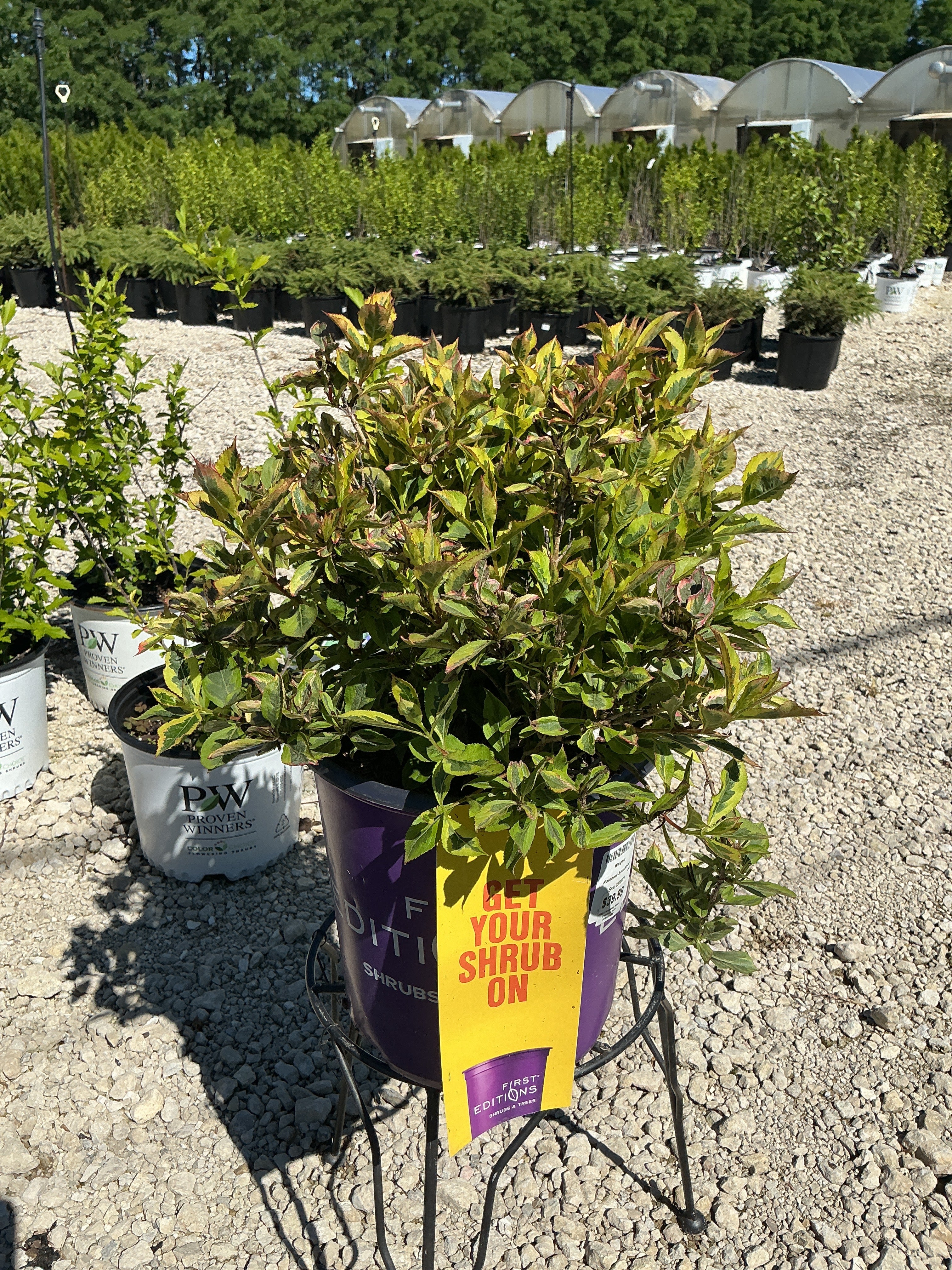 Weigela Rainbow Sensation