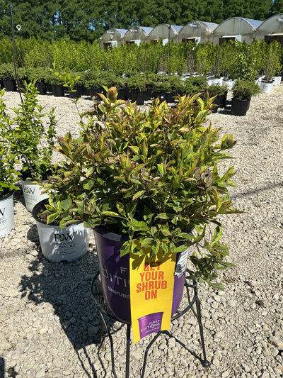 Weigela Rainbow Sensation