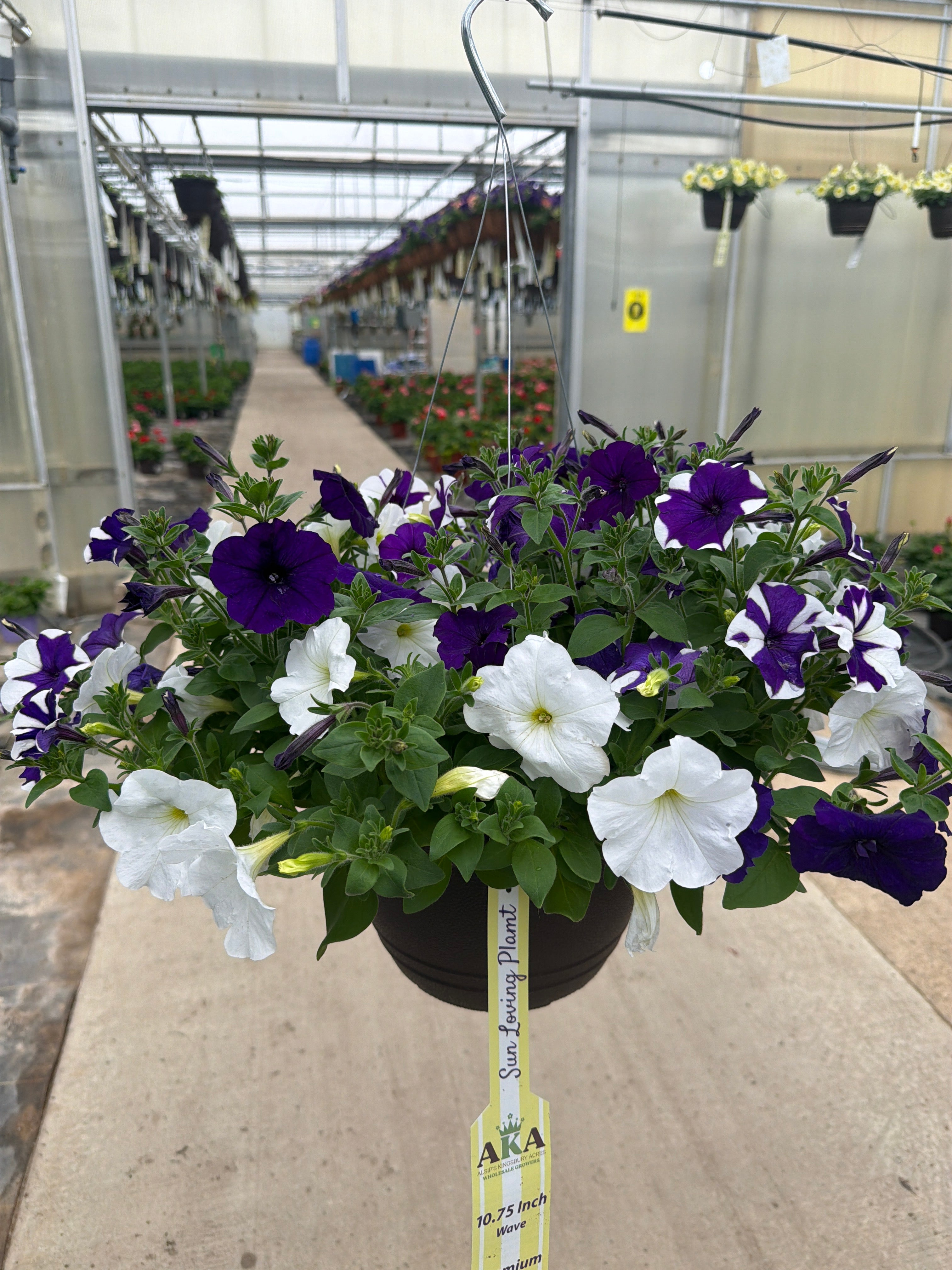 Petunia Easy Wave Deja Vu Mix - 11" Hanging Basket