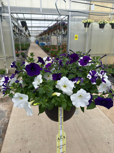 Petunia Easy Wave Deja Vu Mix - 11" Hanging Basket