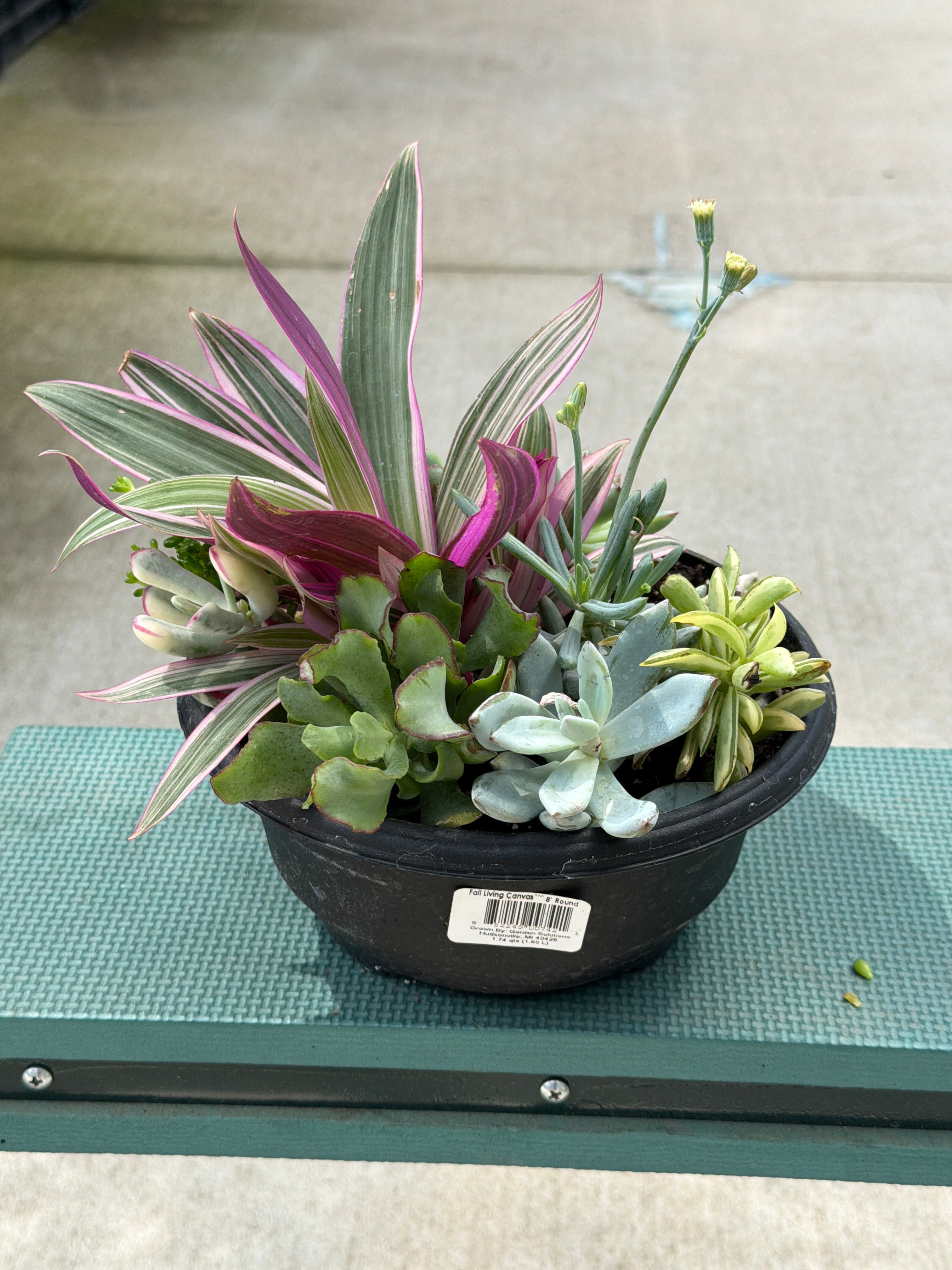 LIVING CANVAS BOWL 8"